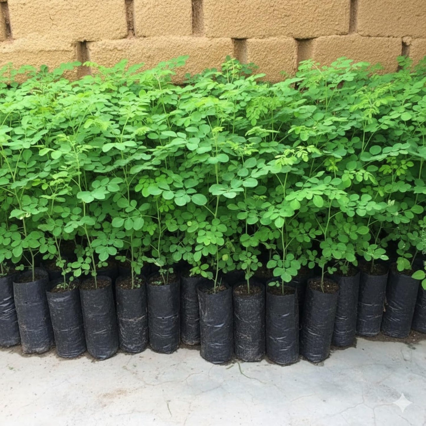 Moringa Tree Live Plant, Moringa Oleifera Plant 6-10'' Tall, 4'' Potted Plant Ready to Grow Outdoor