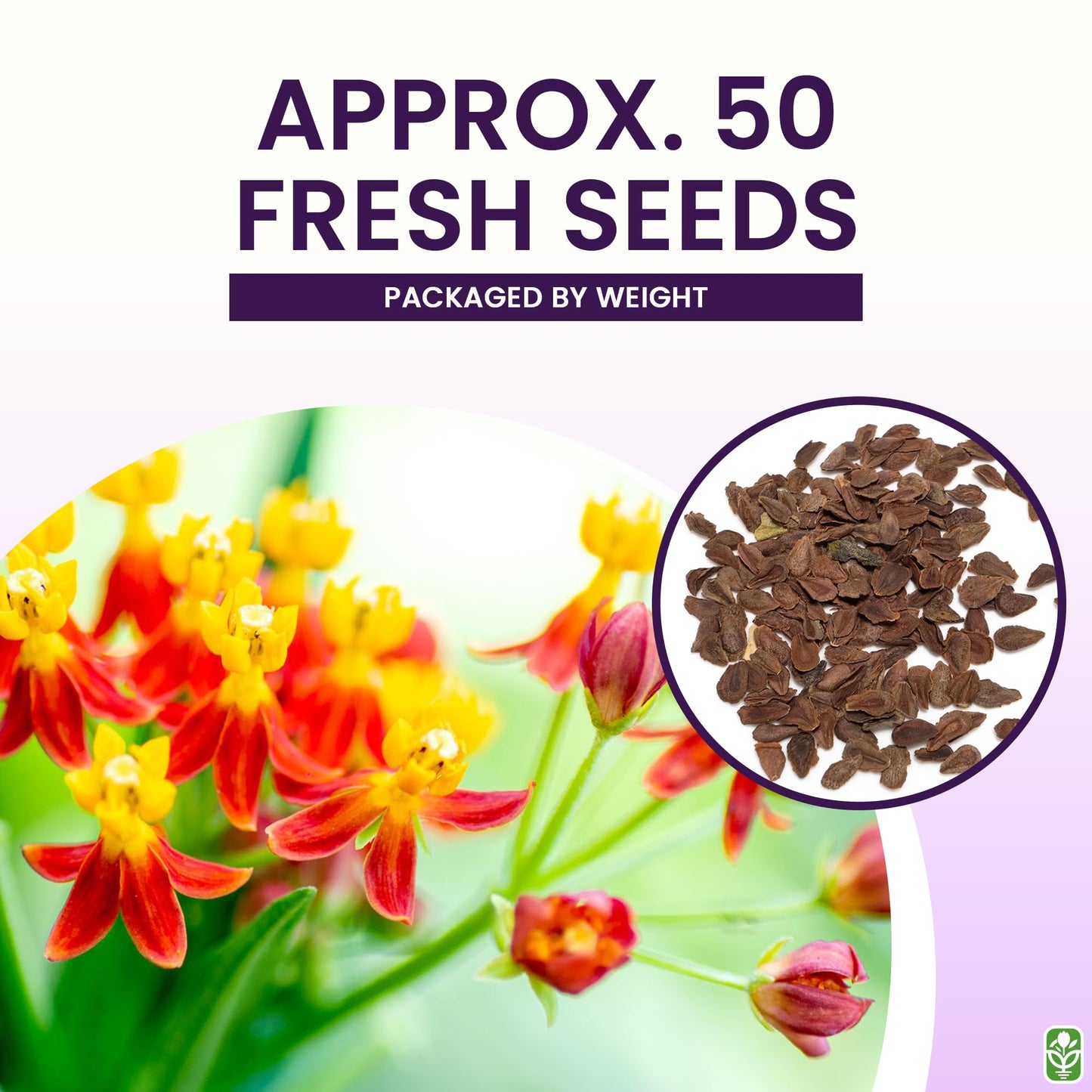 Blood Flower Milkweed Seeds for Planting - 50 Fresh Seeds - Butterfly Milkweed Seeds for Monarch Butterflies - Tropical Flower Seeds to Plant Outside - Grown in The USA