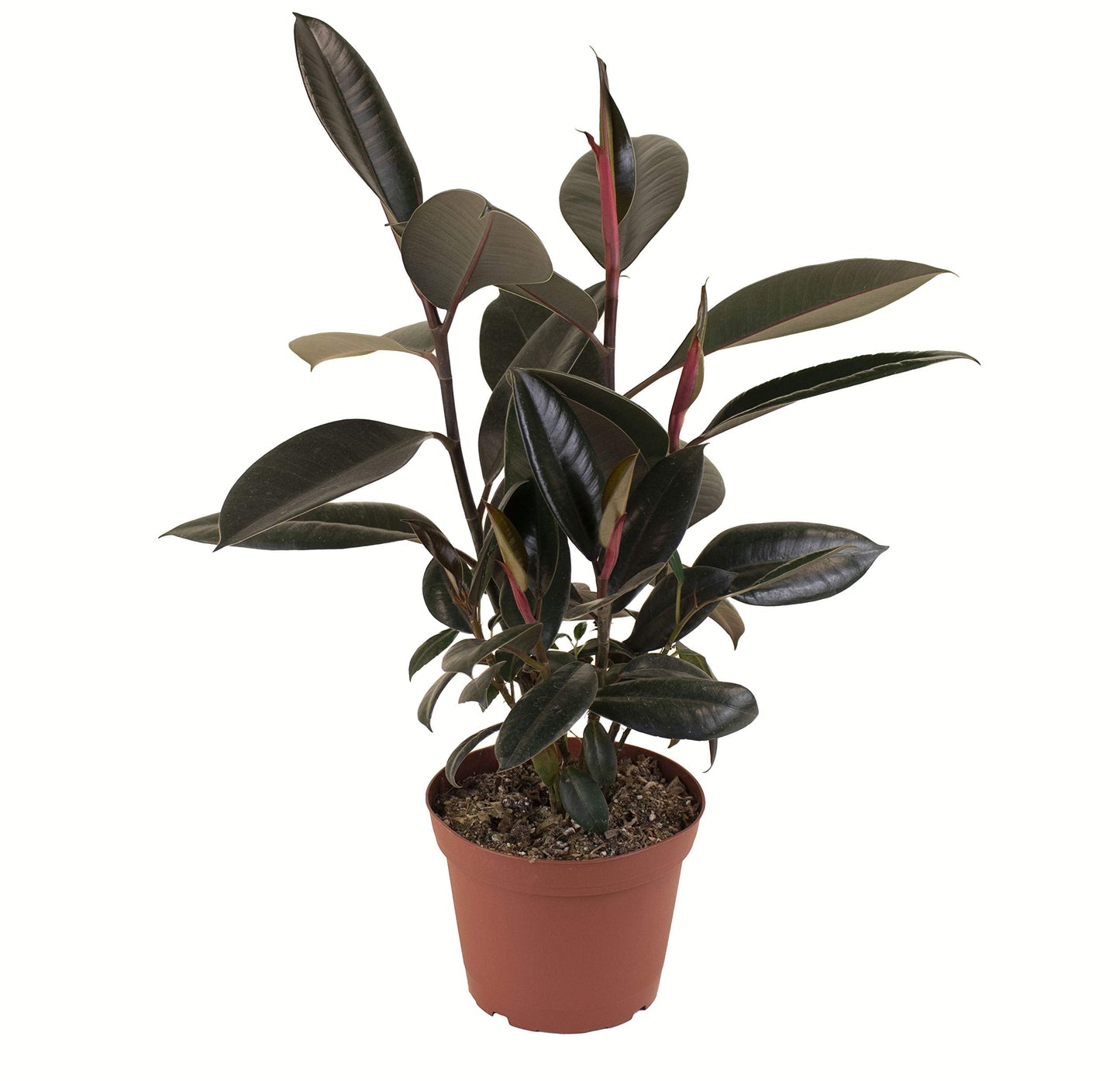 Shop Succulents | Standing Collection | Hand Selected, Air Purifying Live Burgundy Rubber Ficus Elastica Tree Indoor House Plant