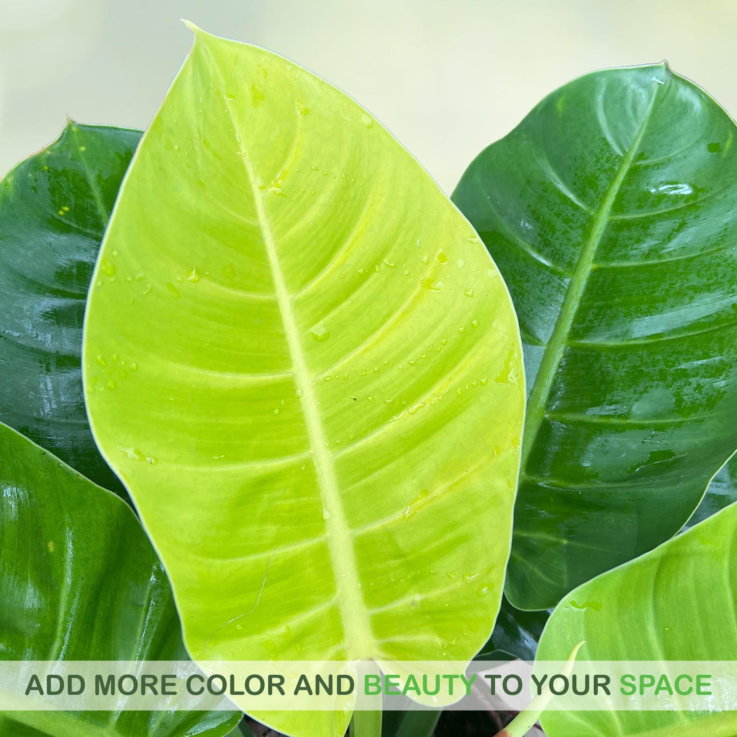 LEAL PLANTS ECUADOR Philodendron Moonlight, Neon Foliage & Easy-Care Nature, Tropical Houseplant, Natural Air Purifier, Perfect for Home Decor, Unique Gift for Plant Lovers