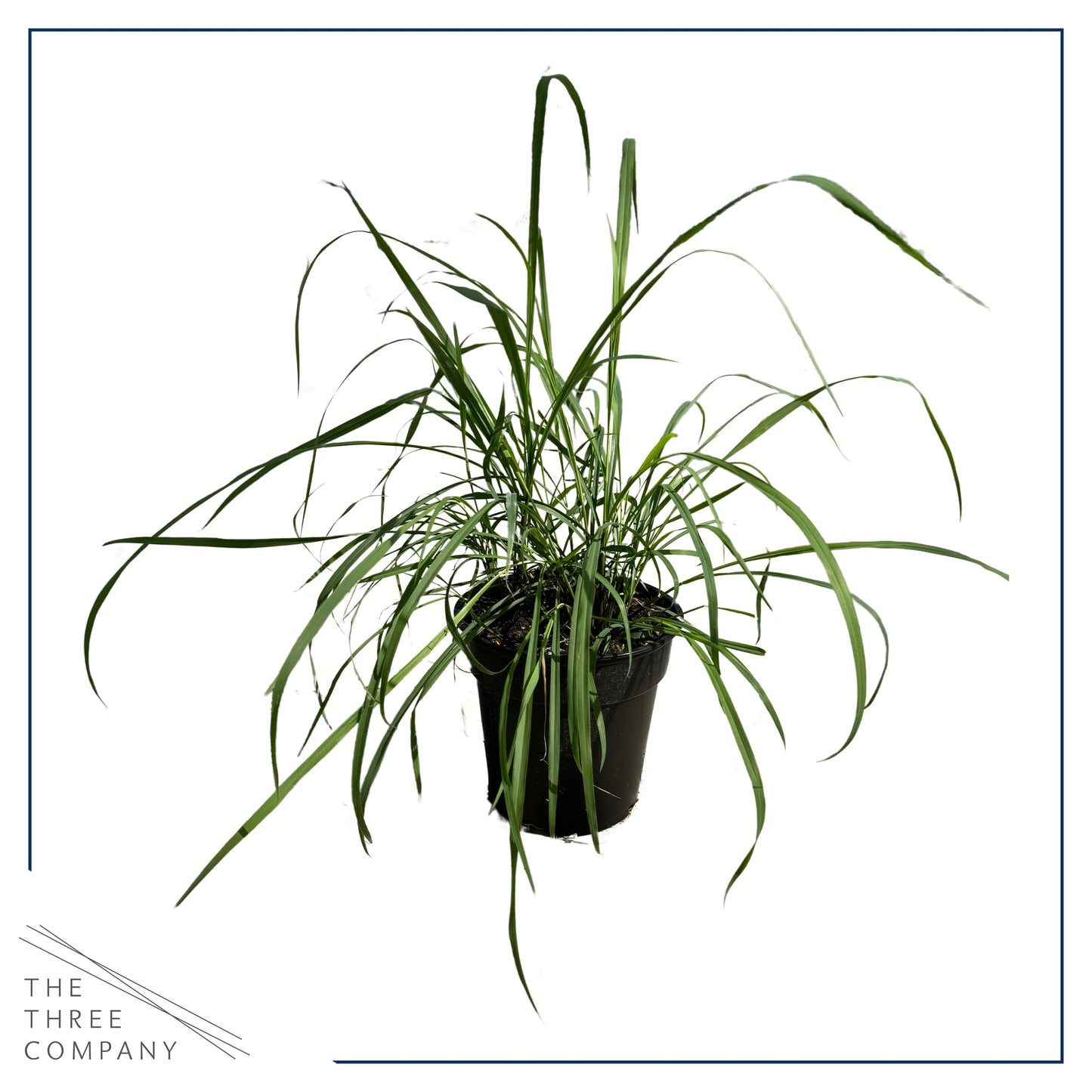 Live Healthy Lemongrass - Wards Off Pests - Natural Mosquito Repellant - 10" Tall by 5" Wide in 1.5 Quart Pot