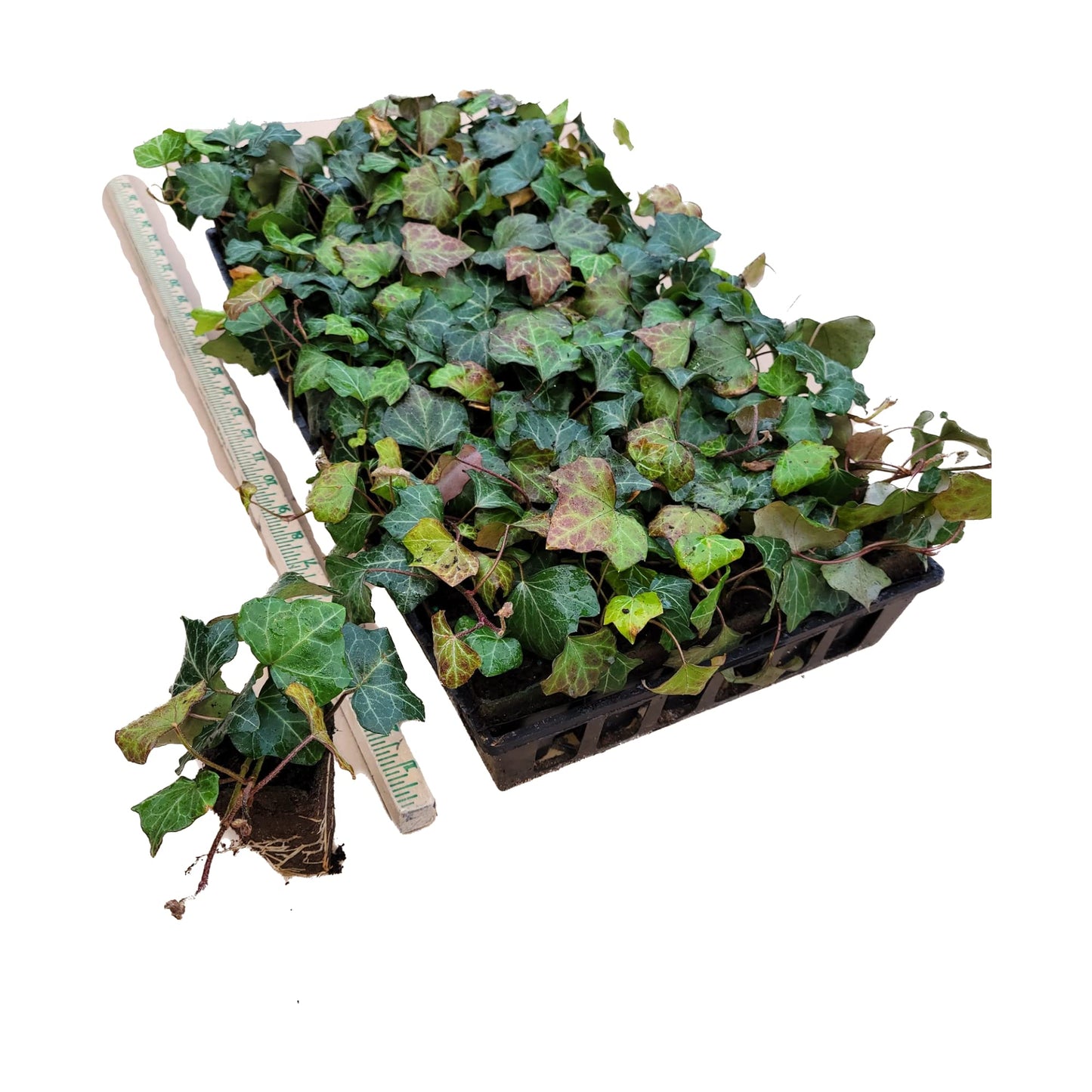 English Ivy Hardy Groundcover/Climbing Vine 50 Plants 2" Pots