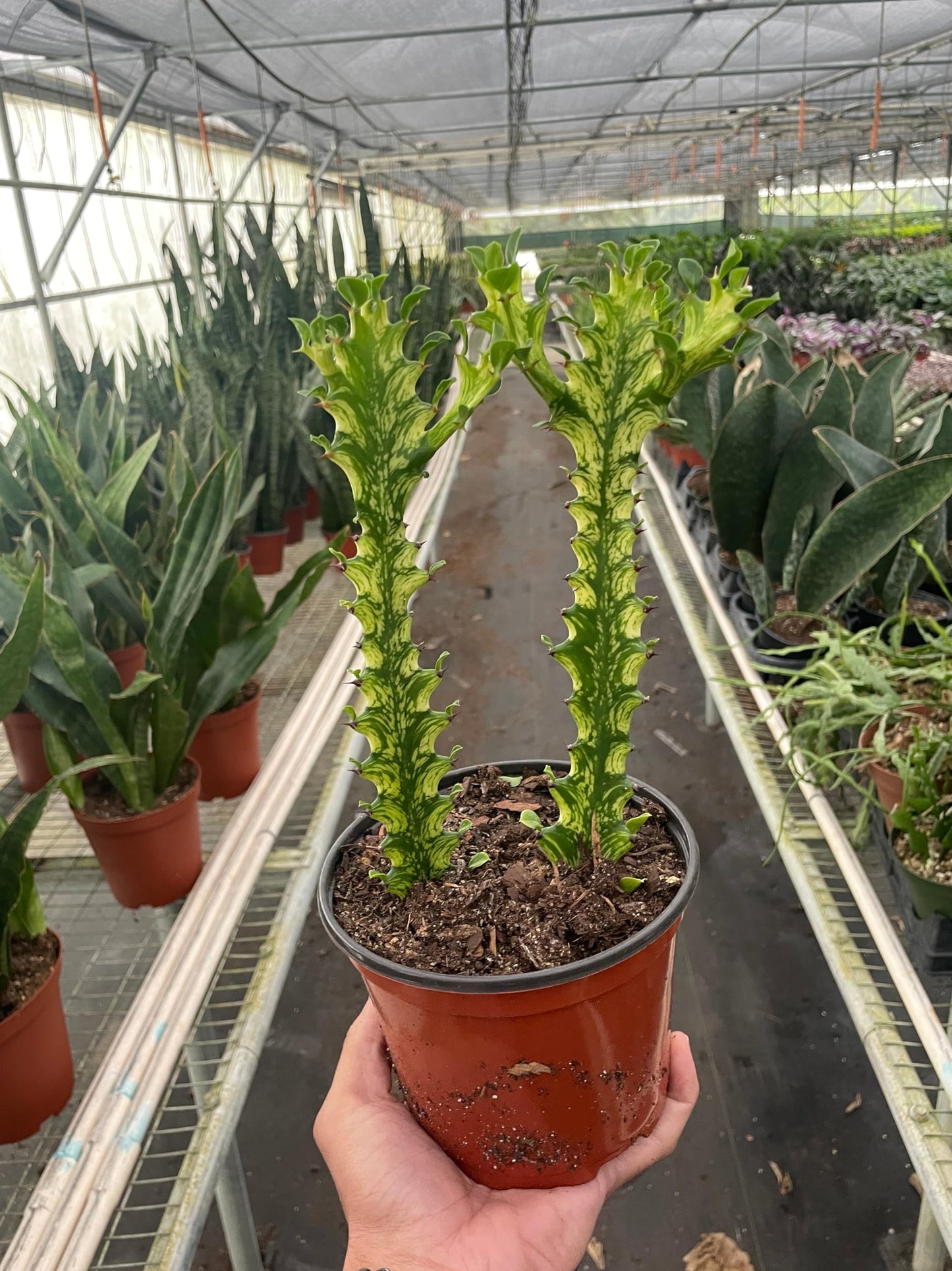 Euphorbia 'Mint Cream' | Live Plant for Indoor & Outdoor | for Living Room, Office, Bathroom | (6" Pot)