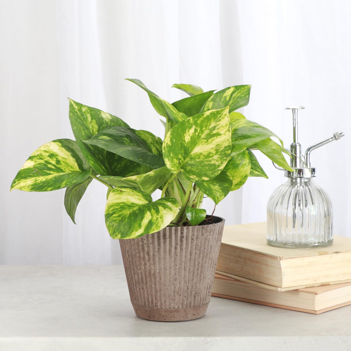 Thorsen's Greenhouse Golden Pothos, Live Indoor Vining Plant, Easy to Grow, Variegated Houseplant, Natural Air Purifier (Coffee, 4-inch Pot)