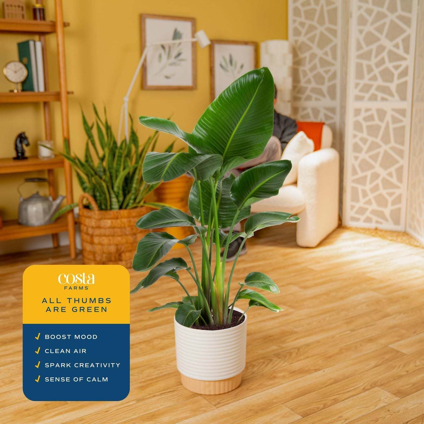 Costa Farms White Bird of Paradise Live Plant in Decorative Pot, Large Indoor Houseplant, Perfect for Home, Room, or Office Decor, Great House Warming or Birthday Gift, 2-3 Feet Tall