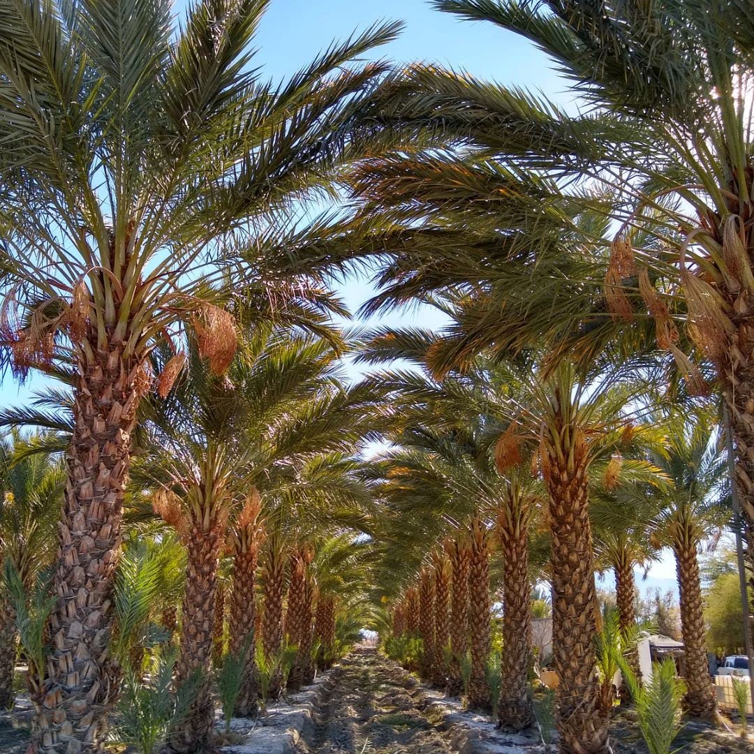 15 Medjool Date Palm Seeds, Pits, Phoenix dactylifera Large Fruit Mejhool Dates