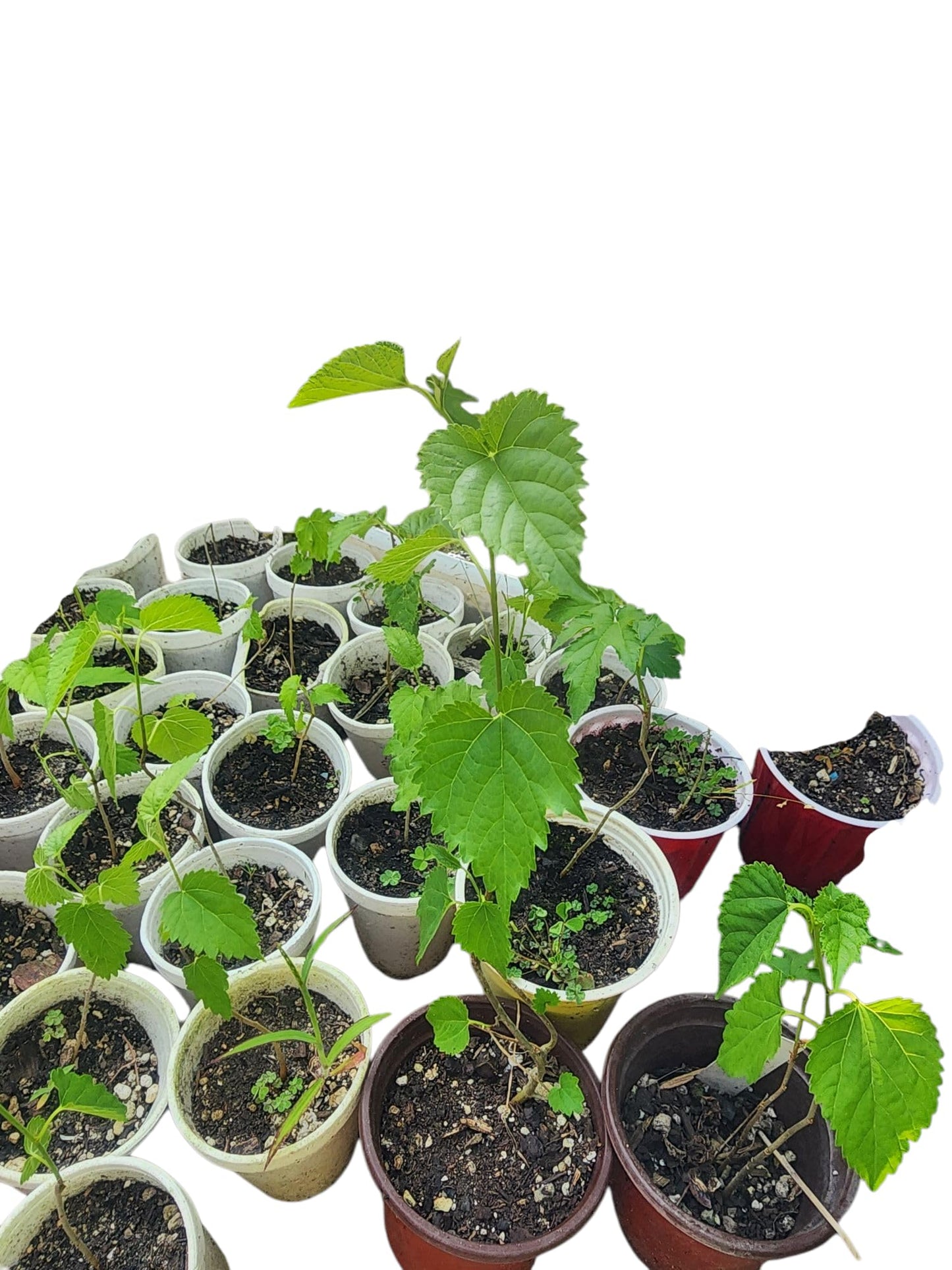 Live White Mulberry Tree Seedling, Young Plant in Soil Pot (15"-18")