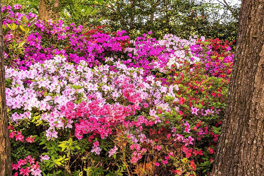 100+ Rhododendron Carolina Azalea Seeds Mix Flowers Shrub Bush Tree Flowers Garden Plant