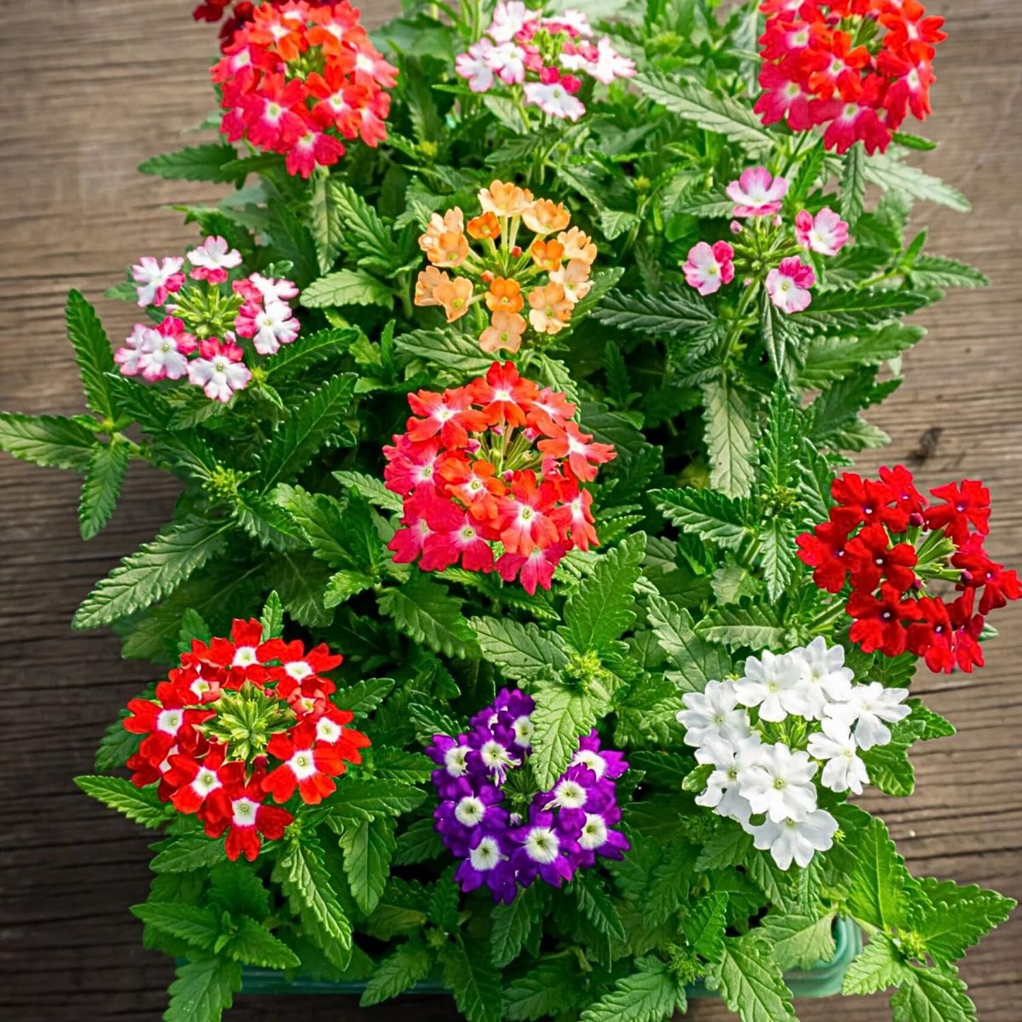 Set 2 Verbena Live Plants, Perennial Verbena Flowers, Long-Lasting, Hardy Flowering Plant for Planting (Assorted)