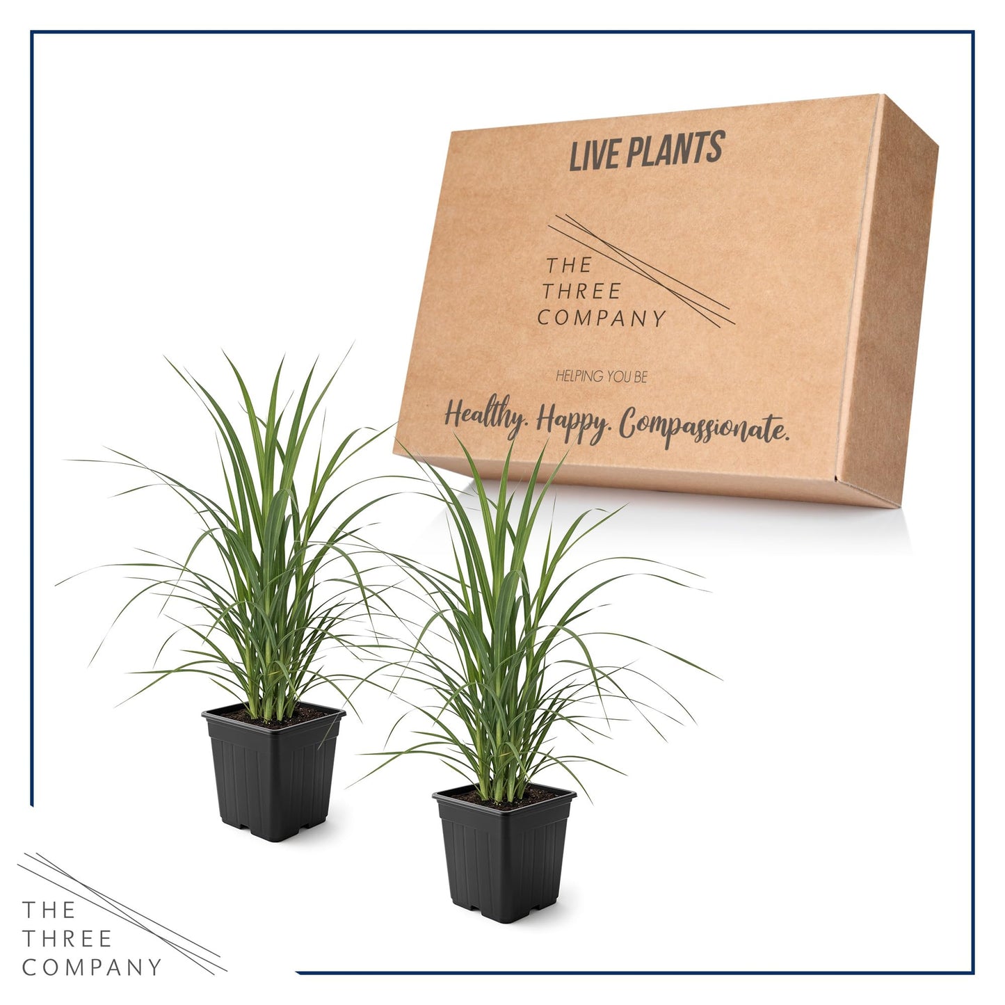 Live Ornamental Pampas Grass (Cortaderia selloana) - Assorted Pink and White (2 Pack) - Perennial Accent Plant - 10" Tall by 5" Wide in 1.5 Qt Pot