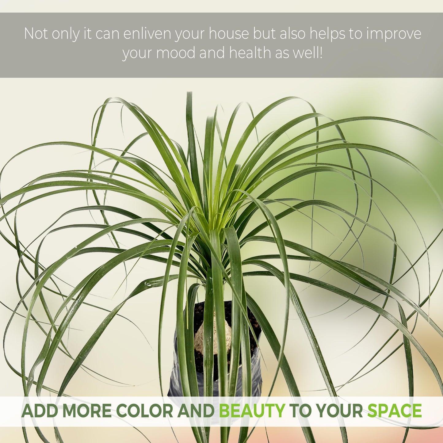 LEAL PLANTS ECUADOR Beaucarnea Recurvata - Ponytail Palm Plant Bonsai | Miniature Elephant Foot Tree | Air-Purifying Indoor Plant for Home & Office | Low-Maintenance Houseplant