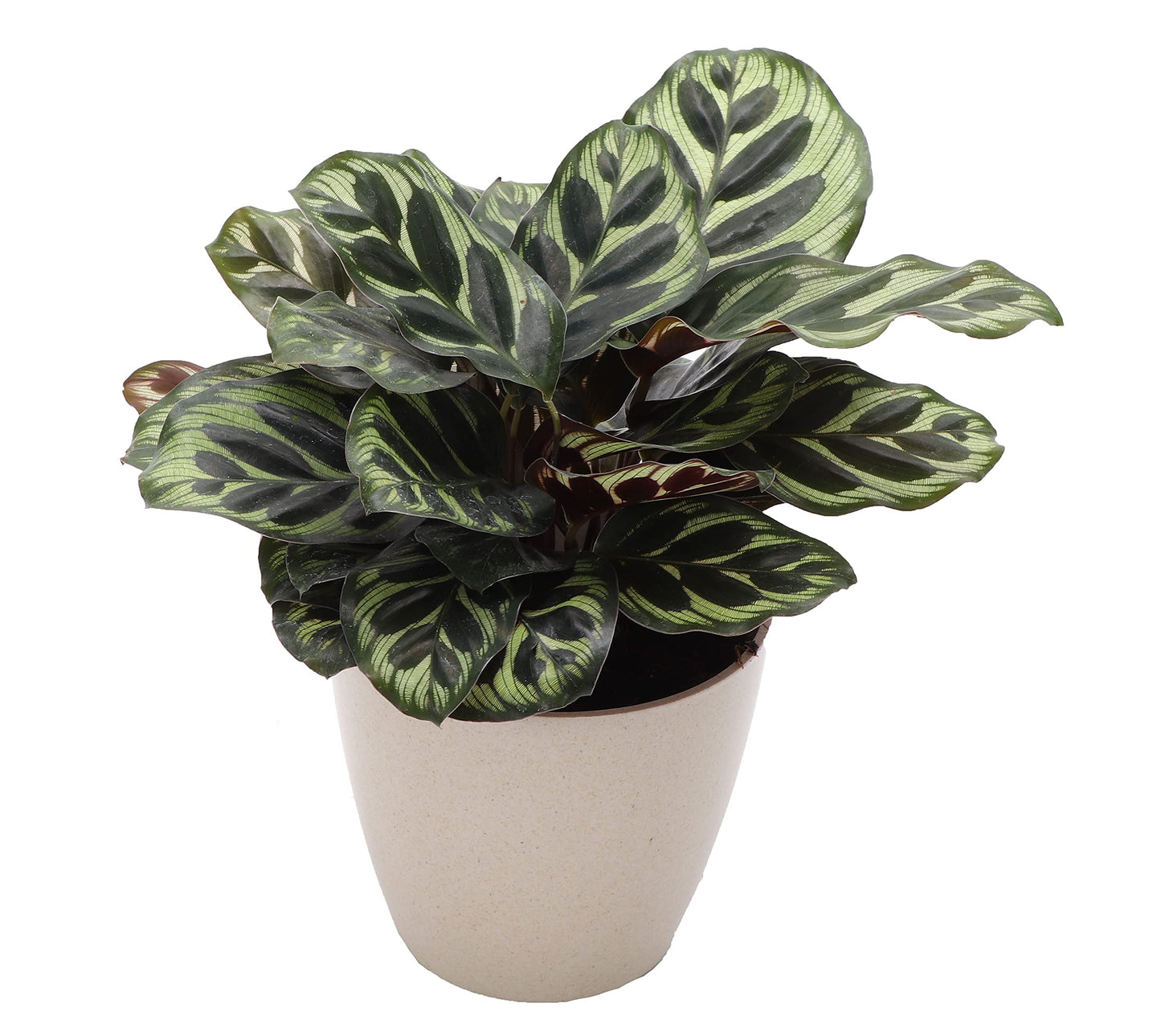 Thorsen's Greenhouse Peacock Calathea, Live Indoor Plant, Safe for Pets, Colorful Foliage, Rare Variety, Peacock Plant, 4" Diameter (Natural)