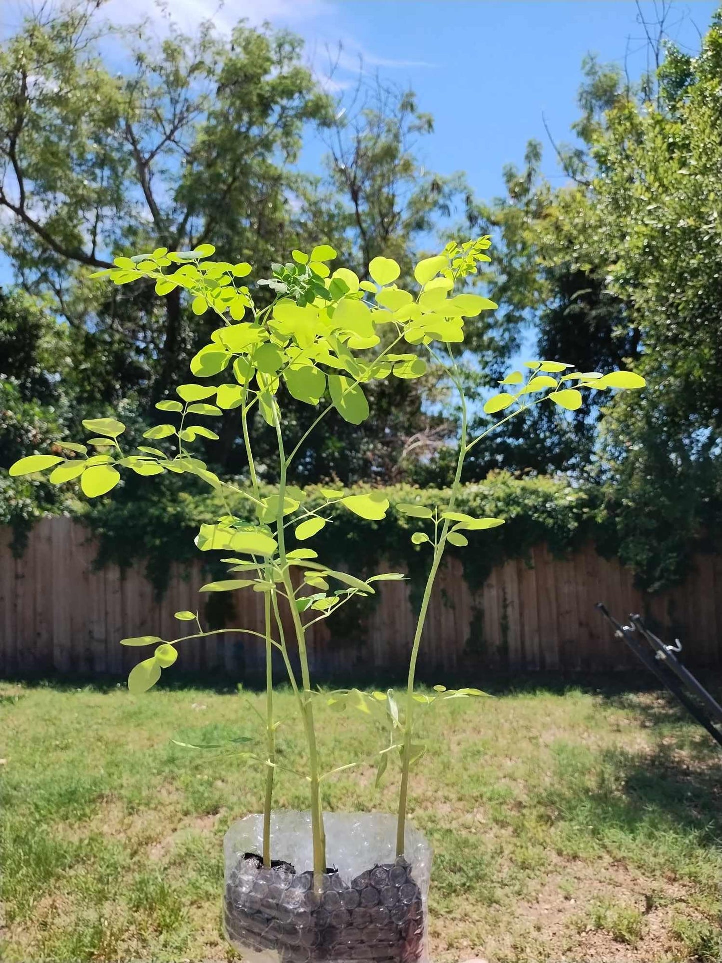 Moringa Plants 5 Moringa Trees Live Plants with Free Moringa Seeds - Moringa Oleifera - Drumstick Tree - Miracle Tree - Natural Herb