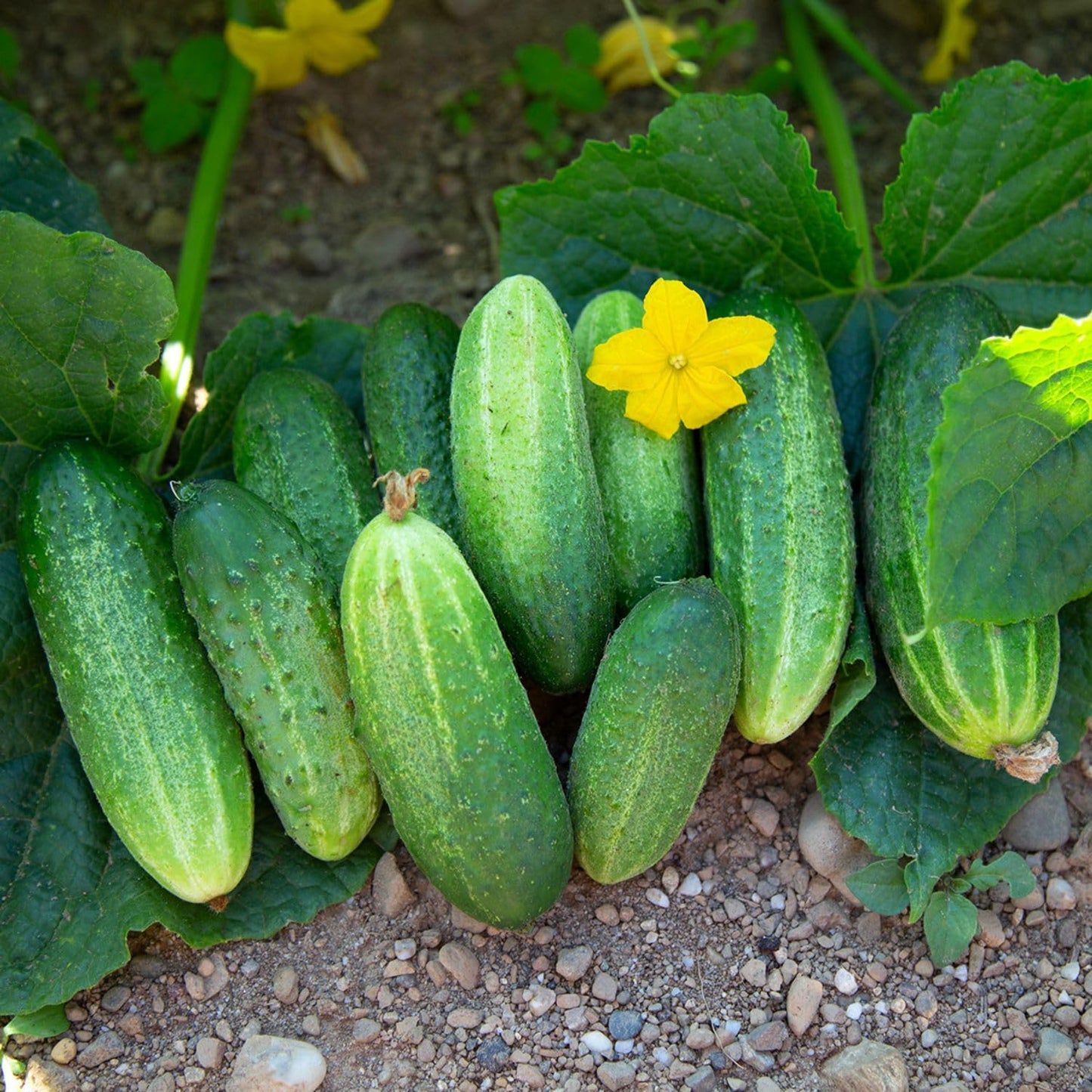 2 Cucumber Plants Live, Live Green Cucumber Plants, 3 to 5 Inches Tall, 4 Inches Pot, Cucumber Live Plants, Cucumber Starter Plants Growing Outdoor