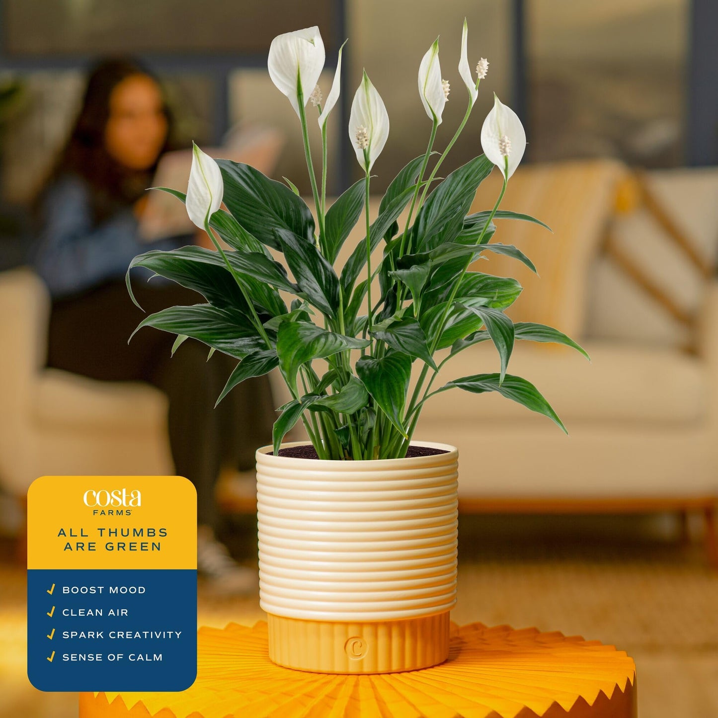 Costa Farms Peace Lily Live Plant in Decorative Pot, Air Purifying Flowering Indoor Houseplant, Perfect for Home, Room, or Office Decor, Great House Warming or Birthday Gift, 14-24 Inches Tall
