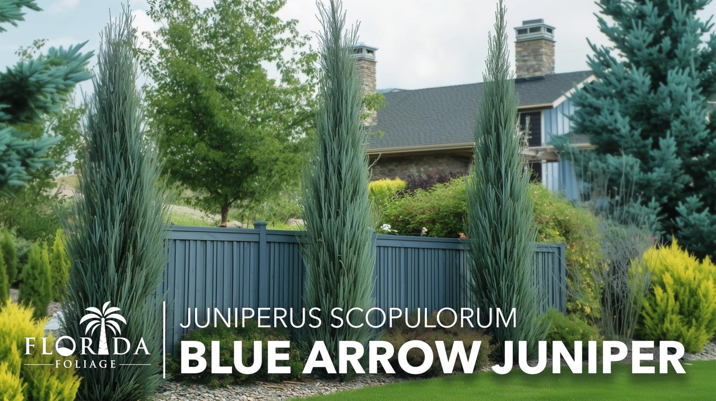 Blue Arrow Juniper | 3 Live 4 Inch Plants | Juniperus Scopulorum | Fast Growing Privacy Screen, Outdoor Evergreen Shrub, Narrow Columnar Shape, Low Maintenance Landscape, Drought Tolerant