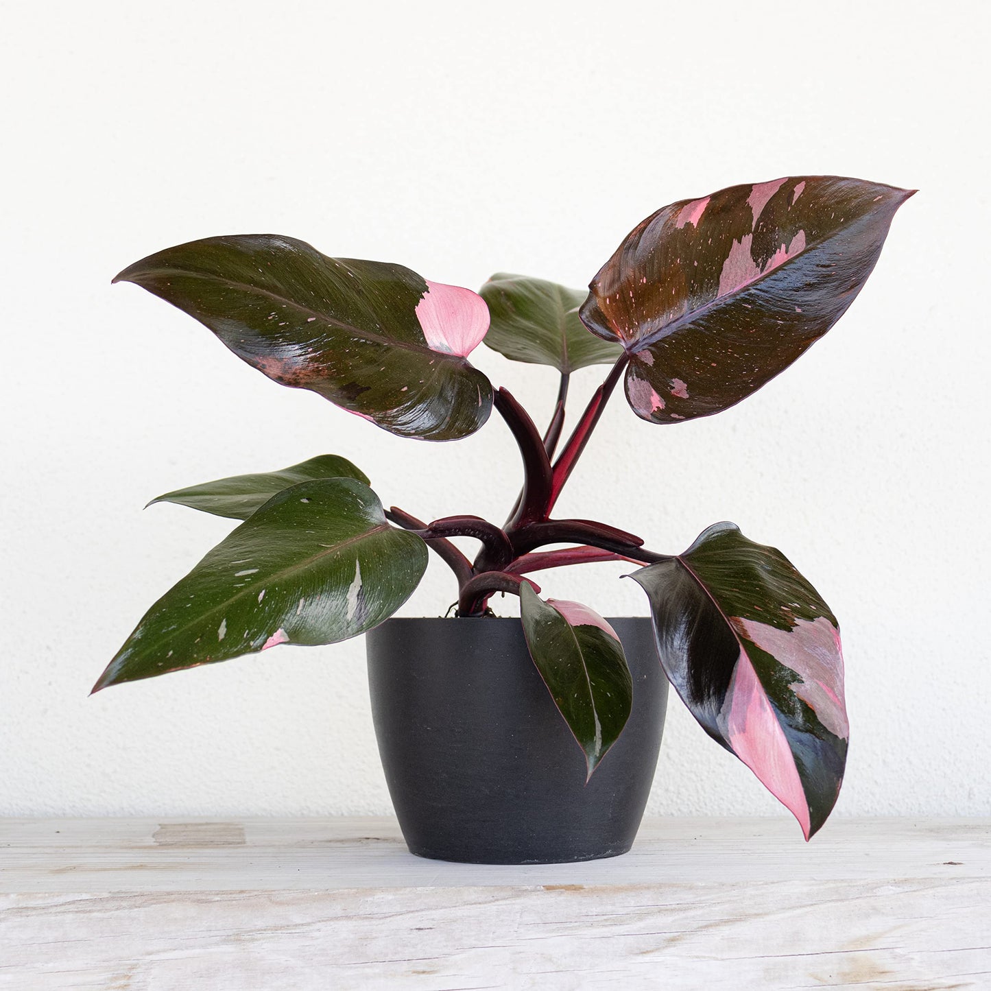 United Nursery Pink Anthurium Live Plant, 14–16 inch Tall in 6 inch Pot, Tropical Indoor Flowering House Plant with Pink Blooms for Office and Home Decor