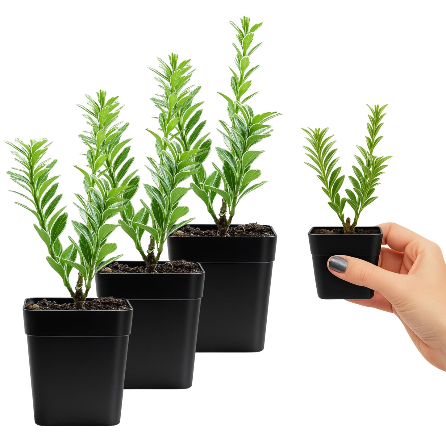 Variegated Boxwood Bonsai Starter Plant, Live Buxus Evergreen Shrub, Container Patio Accent Garden Plant 2 Inch Pot (1)