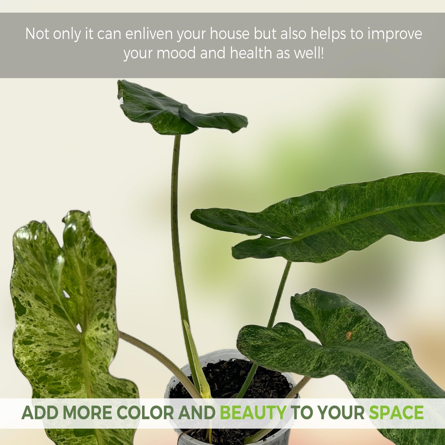 LEAL PLANTS ECUADOR Philodendron Paraiso Verde Live Indoor Green House Plant | Elephant Ear Plant for Home Décor | Air Purifying Houseplant | Unique Gift for Plant Lover
