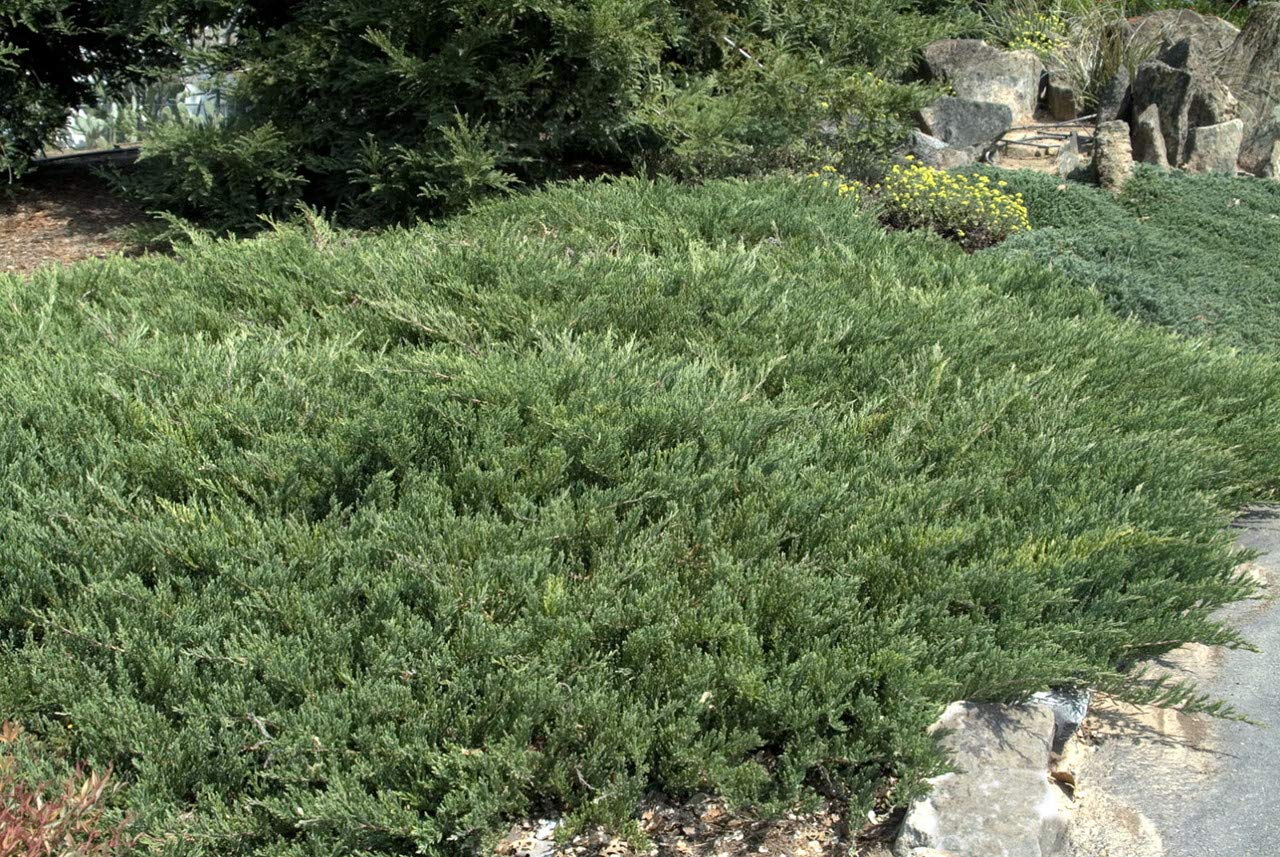 Juniper Andorra Compacta - 3 Live Plants - Juniperus Horizontalis - Drought Tolerant Cold Hardy Evergreen Ground Cover