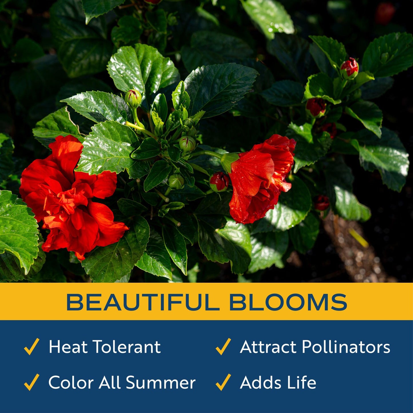 Costa Farms Live Hibiscus Plant - Red Tropical Outdoor Flowering Plant, 1 Gallon Grower Pot, 16-Inches Tall - Real Summer Flowers for Patio, Deck & Garden Decor - Hummingbird & Butterfly Attractor