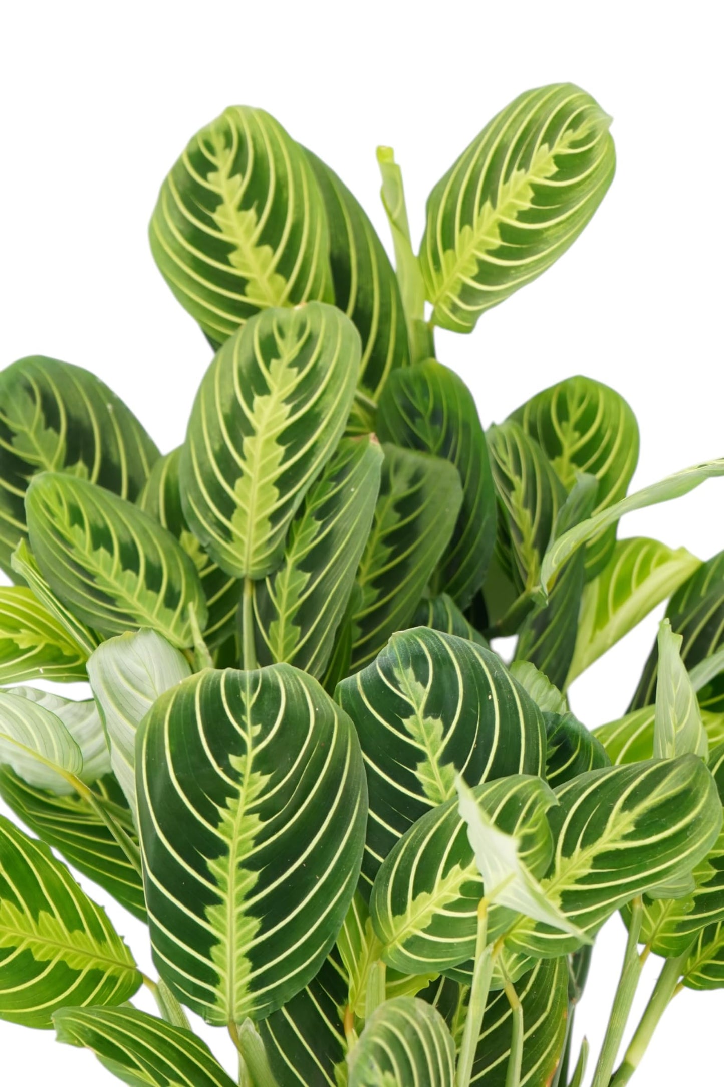 Lemon Lime Maranta Live Plant -Indoor House Plant - Prayer Plant - Low Light Houseplants - Plants Live Houseplants Low Maintenance - 6" Pot