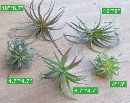Casktcom® Large Green Real Touch Faux Air Plants, Lifelike Fake Tillandsia Pick, Artificial Air Plants for DIY Garden Wedding Home Decor — No Care Needed 5 pcs