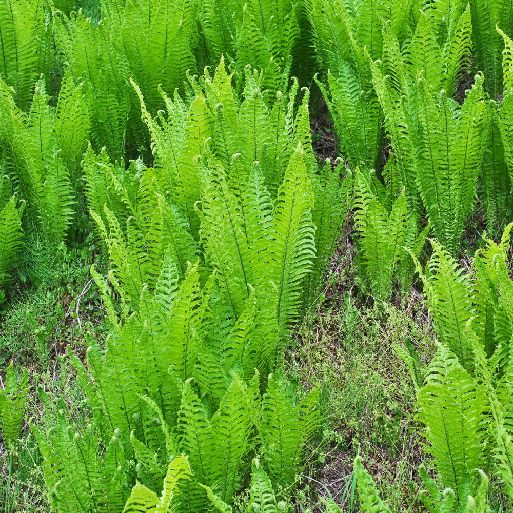 5 Fern Rhizomes, Ostrich Fern Plants Live, Live Fern Plants, Fern Ground Cover Plants Live, Fern Live Plants, 5 Roots