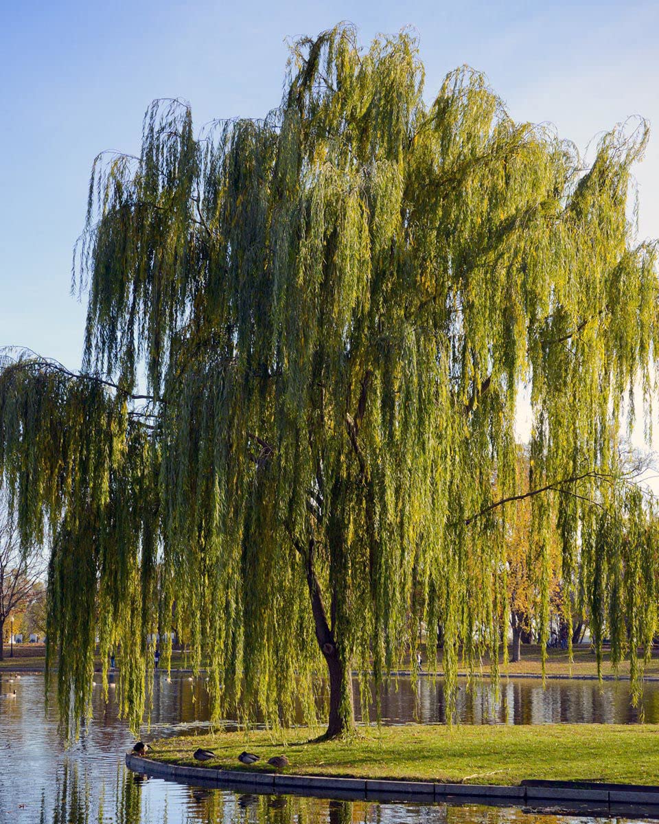 Weeping Willow Tree, 1 Gallon Potted, Fast-Growing Shade Tree | Arbor Day Foundation (Due to Agricultural Laws, Unavailable to CA, CT or AZ)