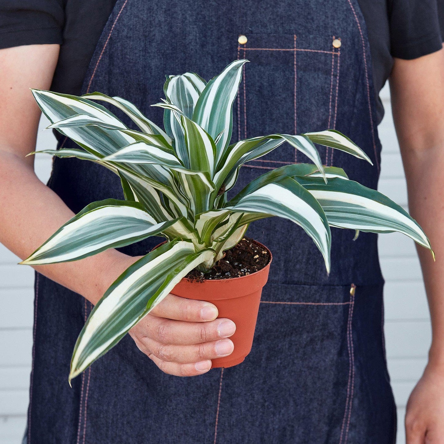 Dracaena 'Warneckii White Jewel' | Live Plant for Indoor & Outdoor | for Living Room, Office, Bathroom | (4" Pot)