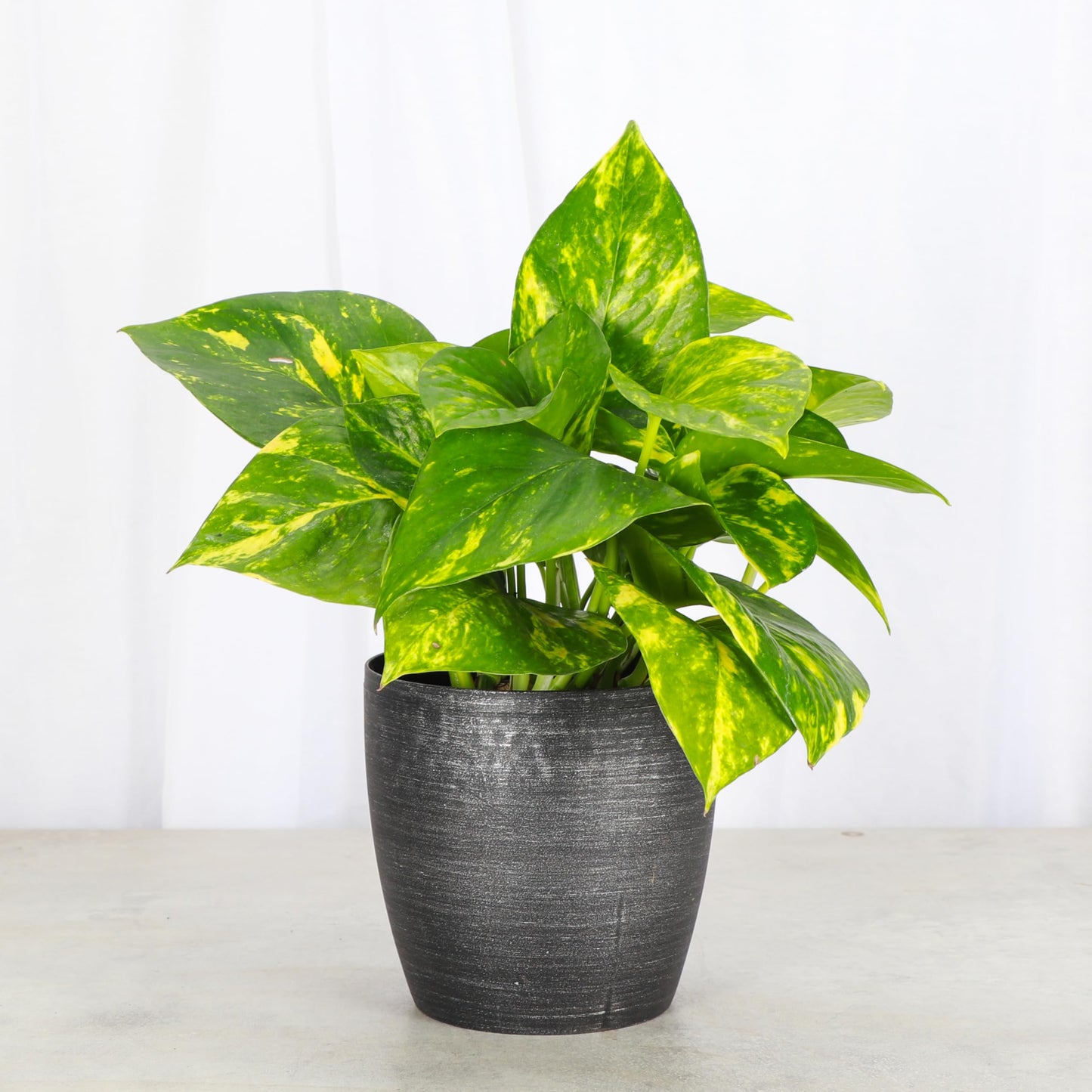 Thorsen's Greenhouse Golden Pothos, Live Indoor Vining Plant, Easy to Grow, Variegated Houseplant, Natural Air Purifier (Brushed Silver, 4-inch Pot)