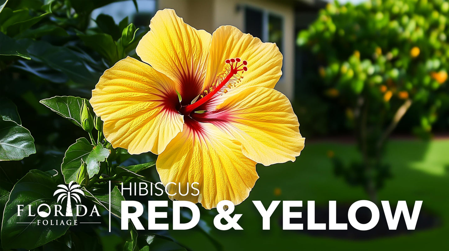 Hibiscus Red & Yellow | 3 Live Plants | Hibiscus Rosa-Sinensis | Vibrant Blooms | Garden Favorites