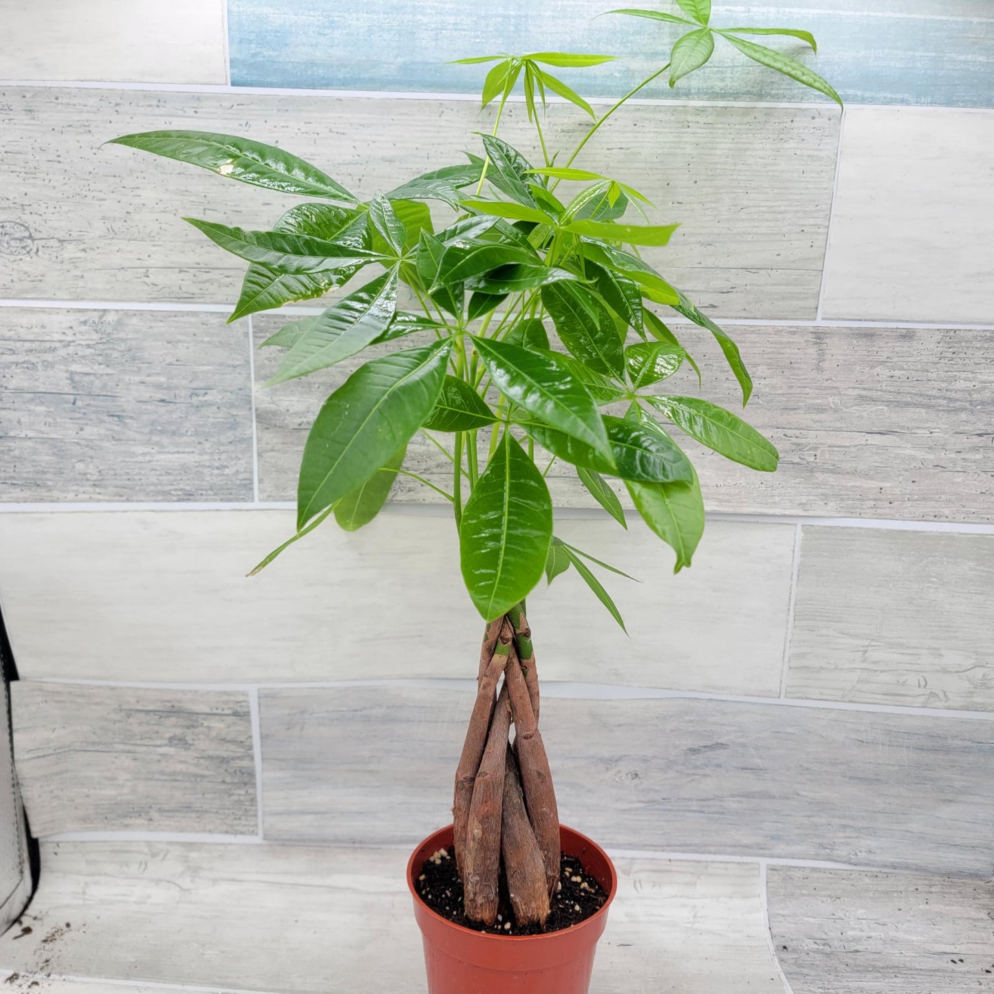 Money Tree Plant aka Pachira aquatica Live Rare Exotic Tropical Indoor House Plants in 4 inch Nursery Plant Pot Housewarming Gift Decoration for Home and Office by 3exoticgreen