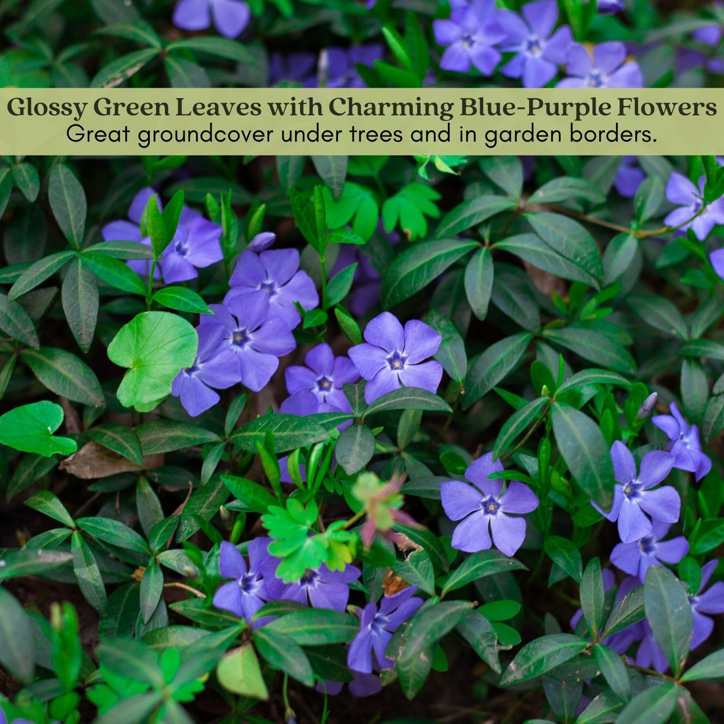 Clovers Garden Creeping Myrtle Periwinkle Plants - Two (2) Live Plants - Non-GMO - Each 4" to 8" Tall - in 4" Pots - Vinca Minor Perennial Ground Cover, Deer Resistant
