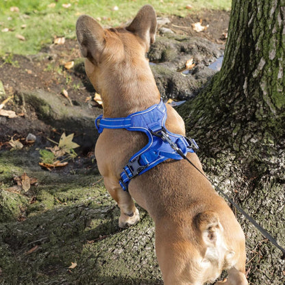 Voyager No Pull Dog Harness for Small Dogs, Dual Leash Attachments, Adjustable Soft but Strong Pet Harness with 3M Reflective Technology, Royal Blue Lattice Nylon, S (Chest: 16-20")