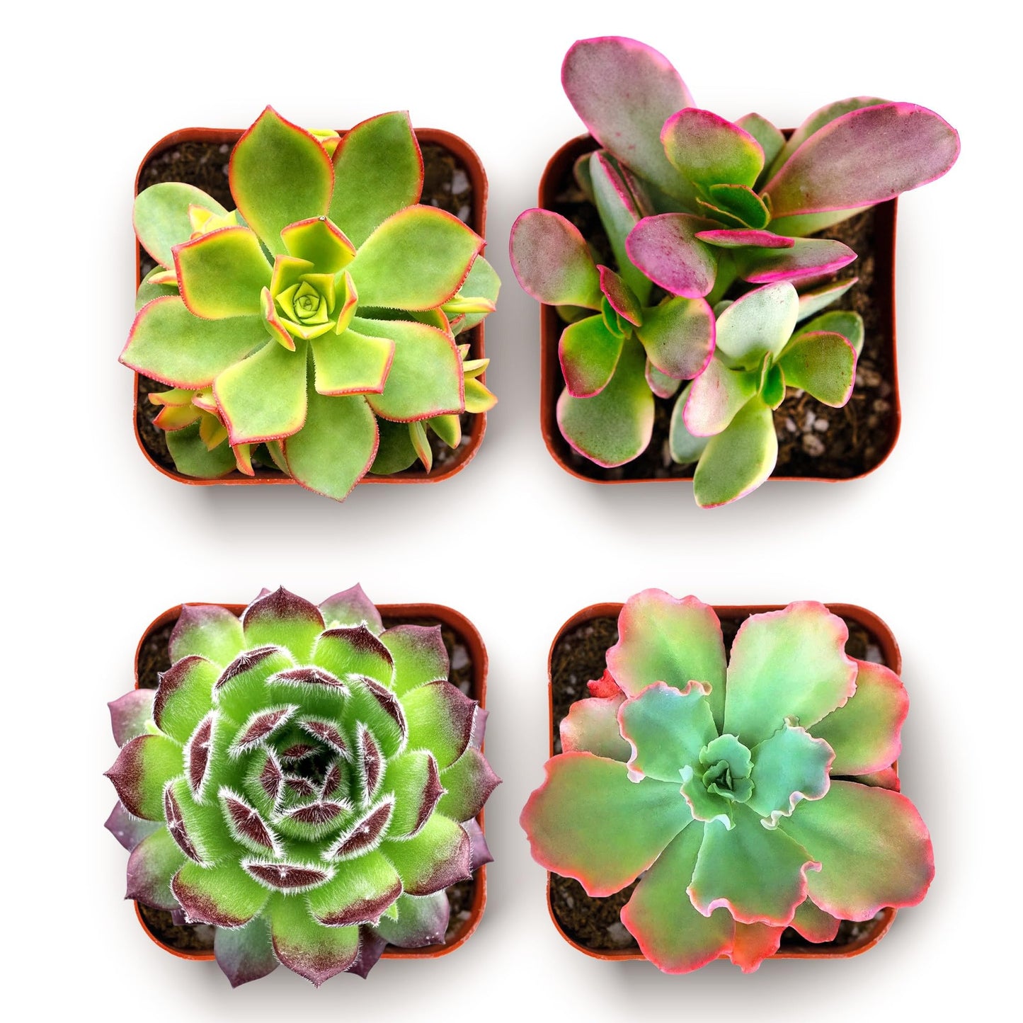 Shop Succulents Spring Beauties Bulk Succulent Plant Pack – Live Mini Succulent Plants, Bright Colorful Mix, Easy Care Houseplants – Gardening, Terrariums, Gifts & Party Favors, 2" Pots