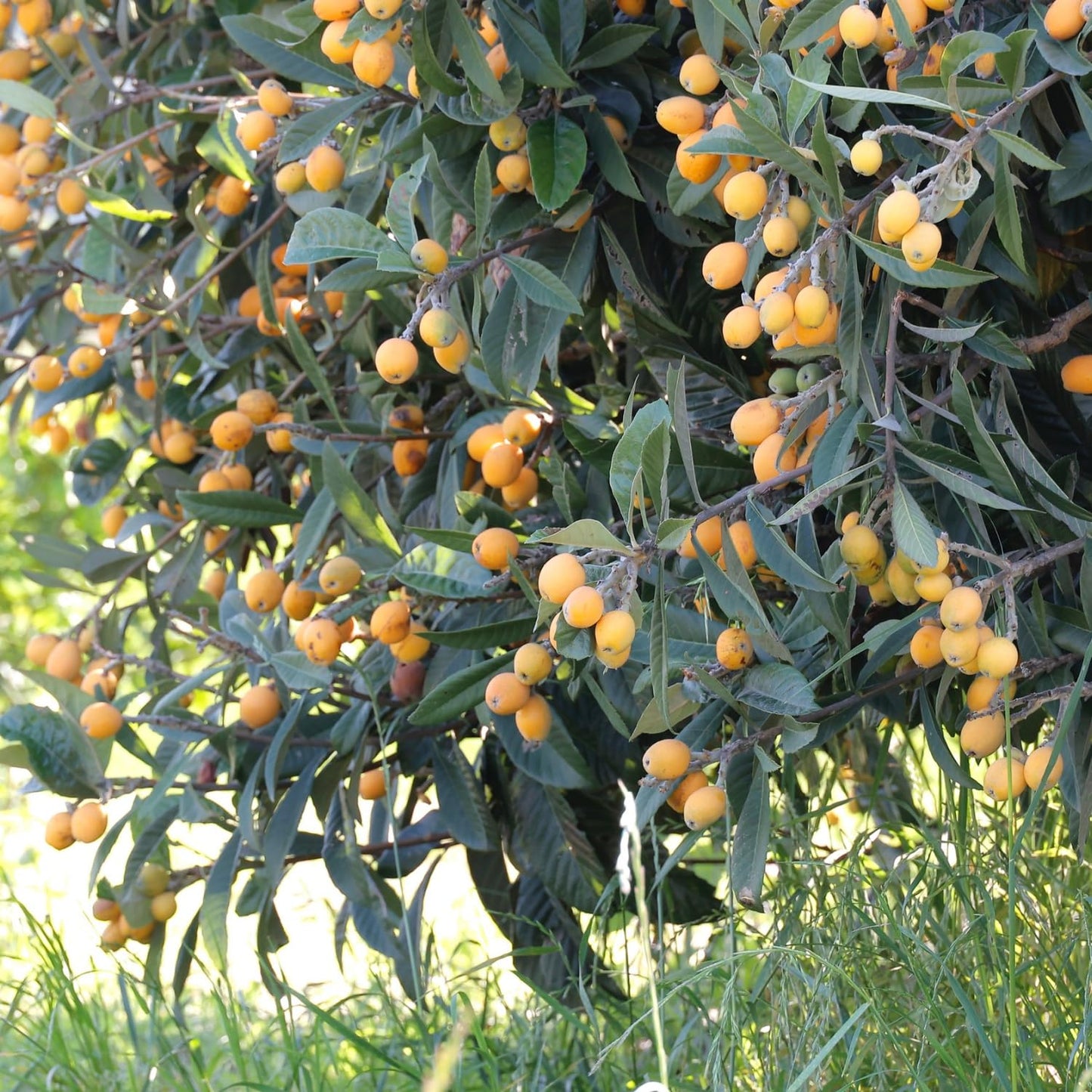 Loquat Tree, 5-9'' Tall Live Loquat Trees Live Plant in 4 Inch Pot, Cold Hardy, Perennial Fruit Plant Seedlings for Home Garden