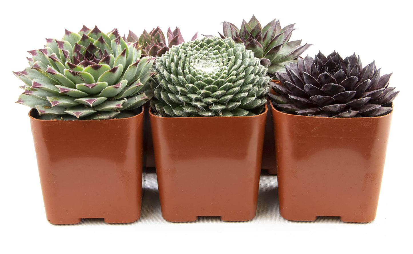 Sempervivum Succulents Plants Succulent Plant Decor (5PK), Live Plants Indoor Plants Live Houseplants, Gardening Gifts for Plant Lovers, Mini Succulent Plants for Delivery Prime by Plants for Pets