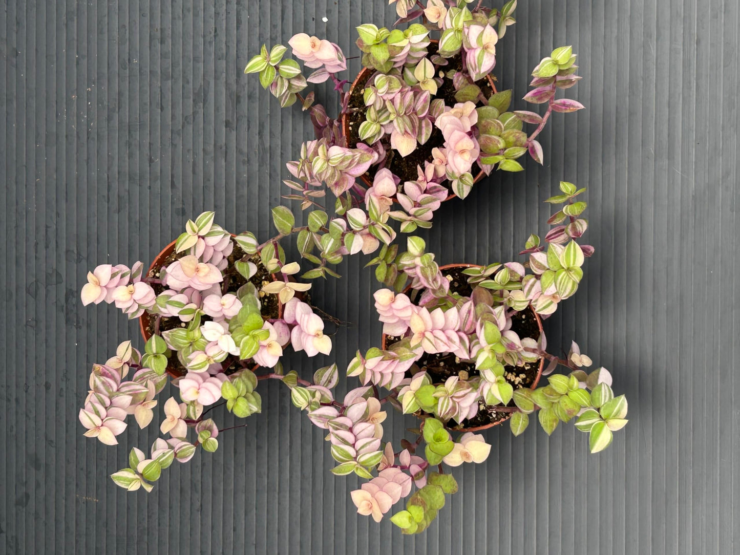Callisia Repens Bianca, Pink and Green Trailing Plant, Live Indoor Houseplant