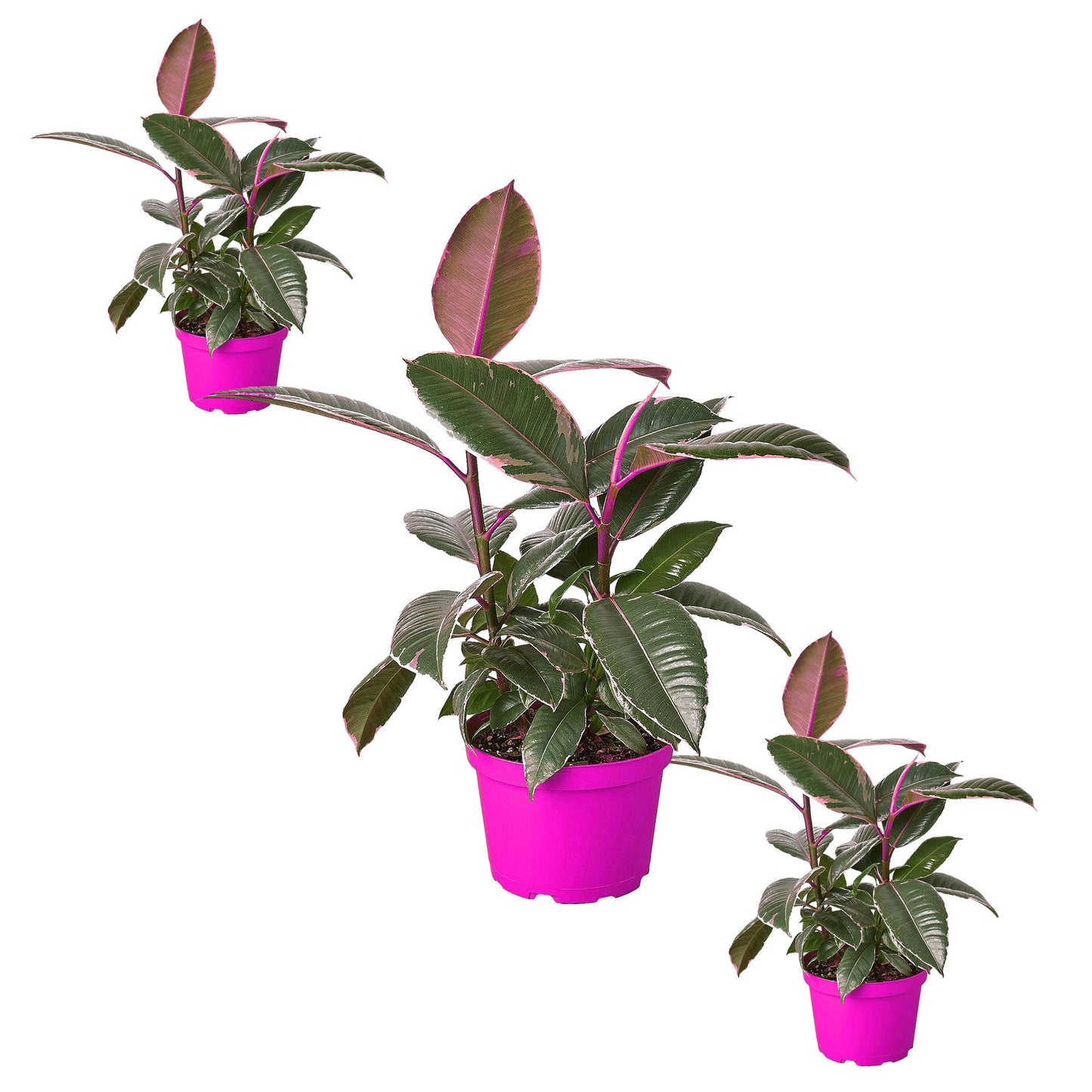 3 Pack Ficus Elastica 'Tineke' in 6in Pot - Live Plants Tropical Houseplants | Variegated | USA Growers | The Snobby Leaf