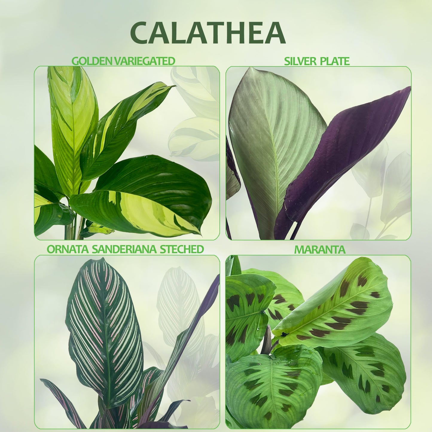 LEAL PLANTS ECUADOR Calathea Silver Plate(Pack of 2) Fascinating Leaf Movement, Easy Care Tropical Houseplant, Air-Purifying, Ideal for Home & Office Decor, Unique Living Plant Gift
