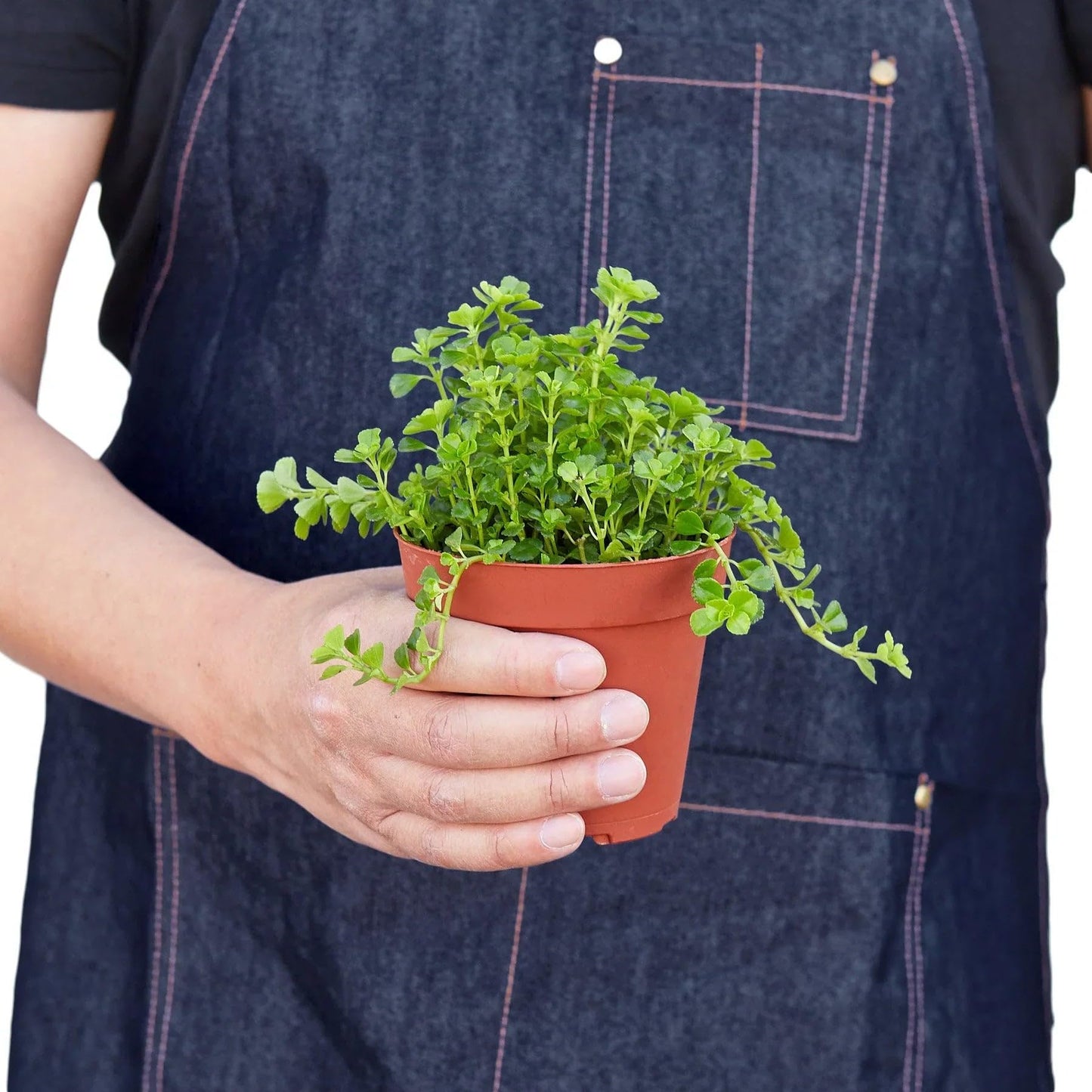 Nettle 'Baby's Tear' | Live Plant for Indoor & Outdoor | for Living Room, Office, Bathroom | (3" Pot)