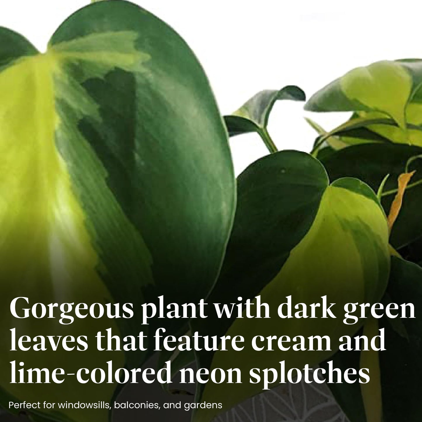 American Plant Exchange Live Philodendron 'Brasil' – 6-Inch Pot – Easy Care Trailing Houseplant with Variegated Green and Yellow Leaves for Hanging Baskets, Shelves, Desks & Indoor Décor