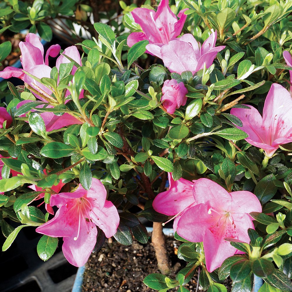 Brussel's Bonsai - Live Satsuki Azalea Bonsai Tree in Grower Pot, Outdoor Flowering Bonsai Tree Live Plant, 5 Years Old, 5-8 Inches Tall, Easy Care Plant for Patio Garden (Small)
