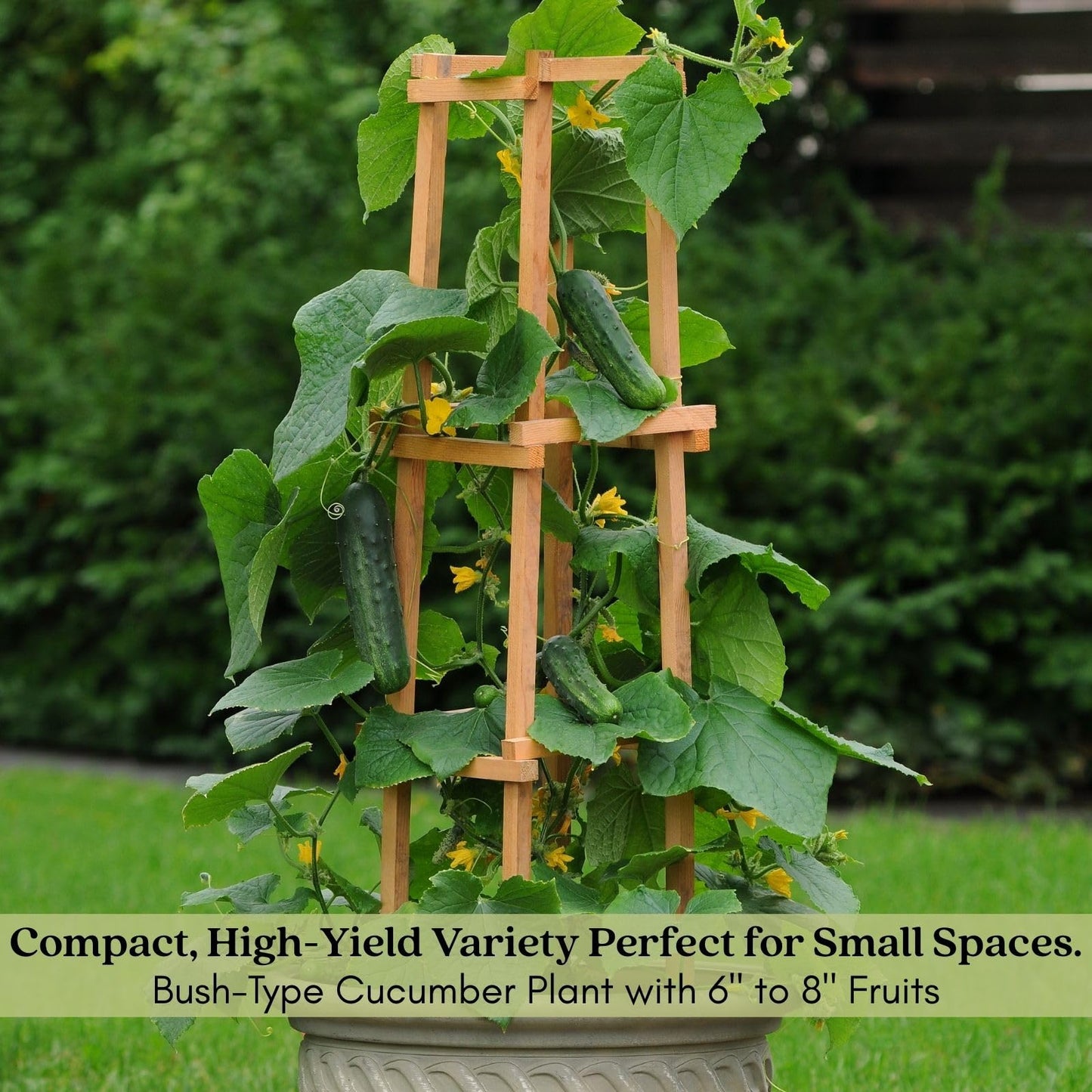 Clovers Garden Cucumber Patio Snacker Plants - Two (2) Live Plants – Non-GMO - Not Seeds - Each 4" to 8" Tall – in 4" Inch Pots - Burpless, High Yield, Compact