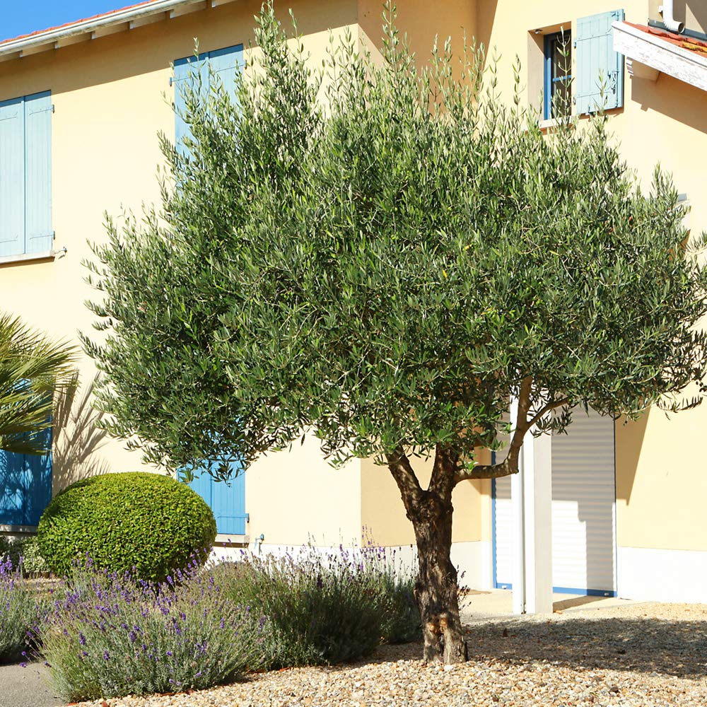 Perfect Plants Arbequina Olive Live Plant, 2-3ft, Includes Care Guide