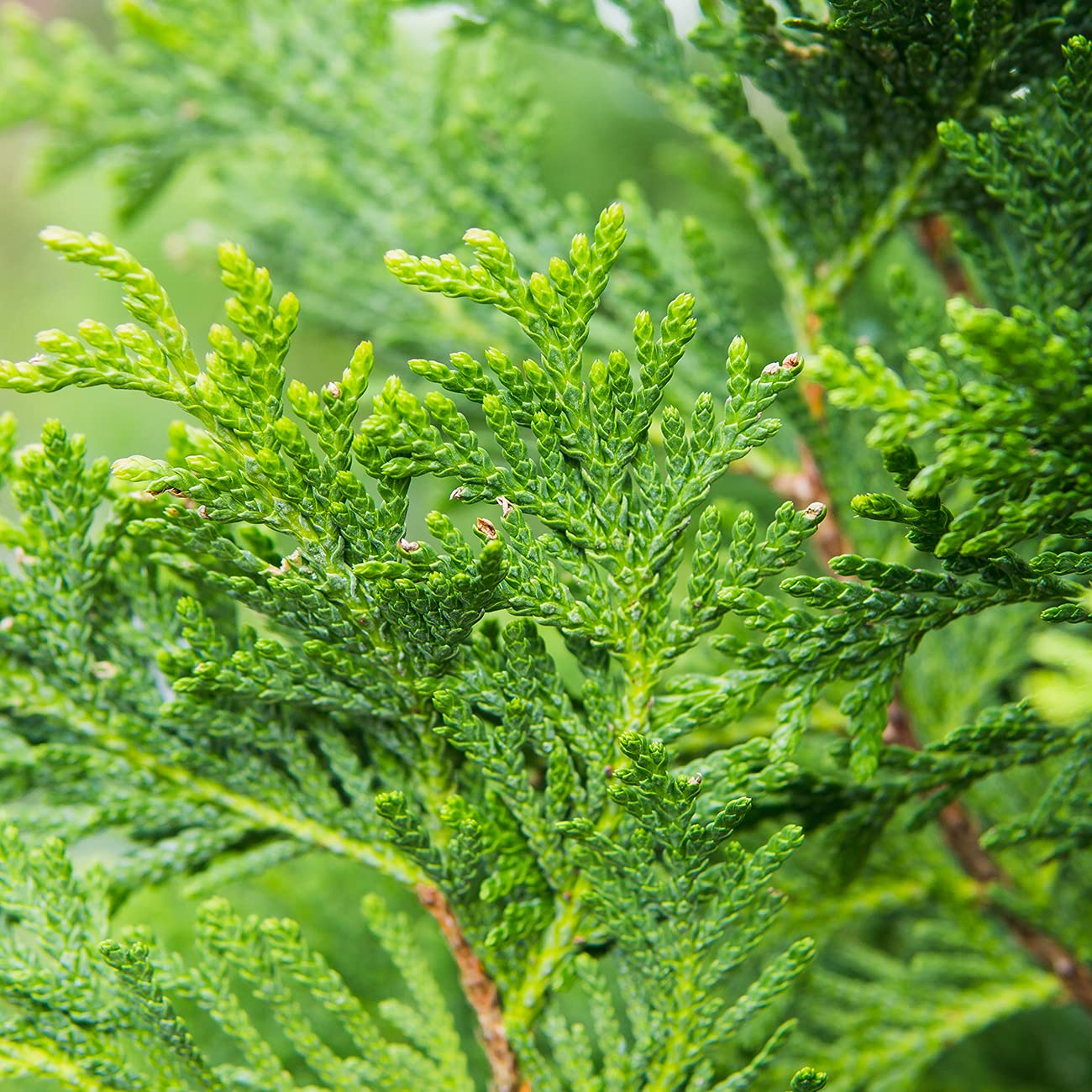 Perfect Plants Thuja Green Giant 1 Gallon 5-Pack | Privacy Evergreen Arborvitae | Adaptable Lush Green Foliage