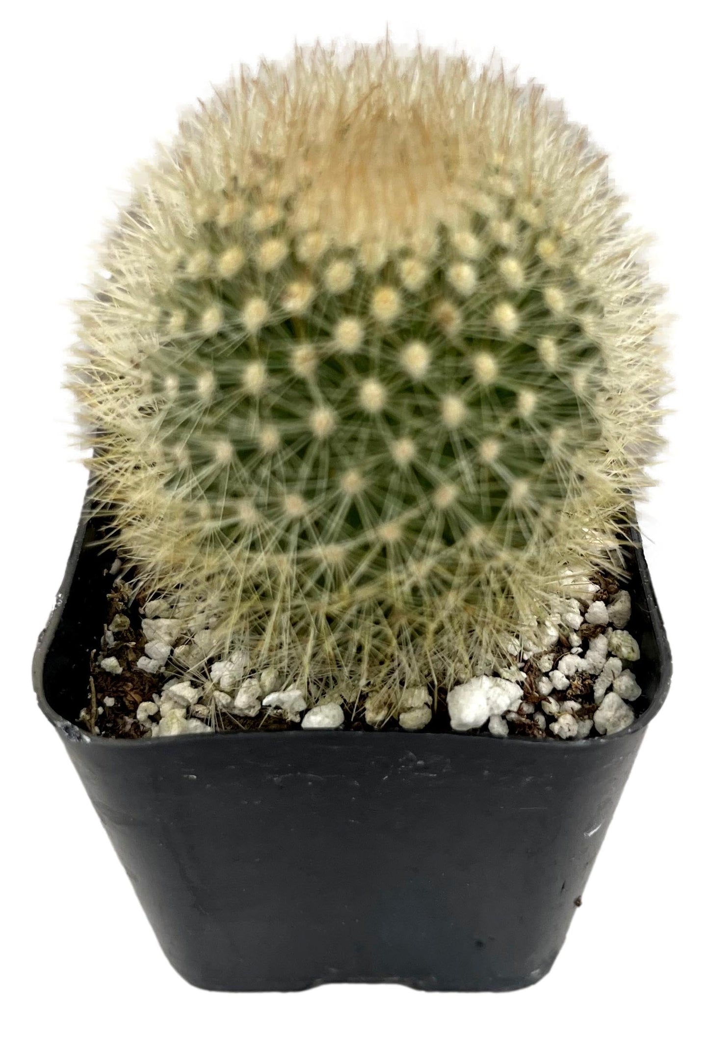 Fatplants Mini Cactus Plants Live Plants (4 Pack), Cactus Plant Indoor Live Plants, Cacti Plants Live Cactus Decor, Succulents Plants Live Houseplants, Mini Cactus Gifts in Cactus Soil Potting Mix