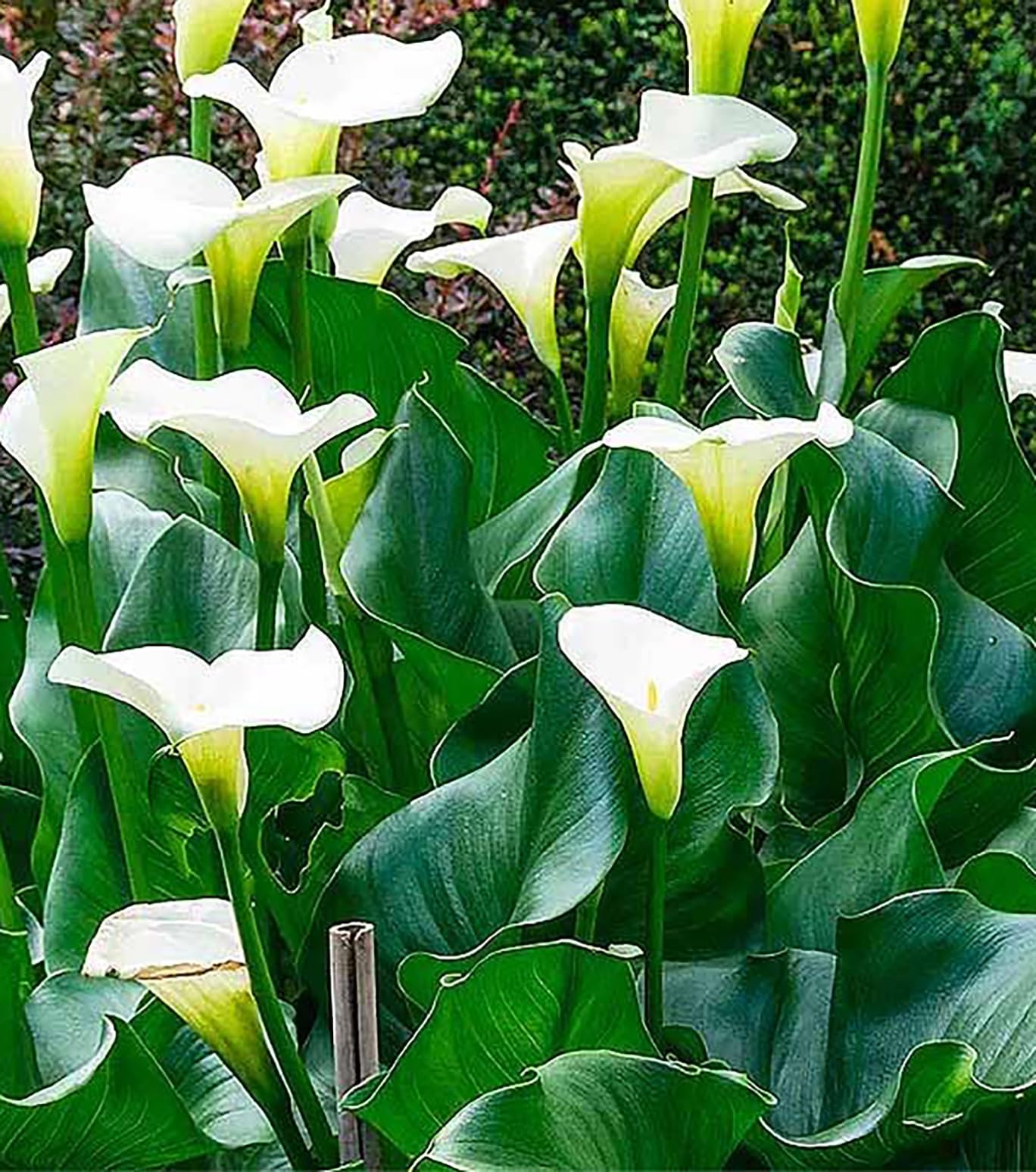 Large White Calla Lily Rhizome - Graceful, Tall - Classic Calla Lily - Zantedeschia Aethiopica