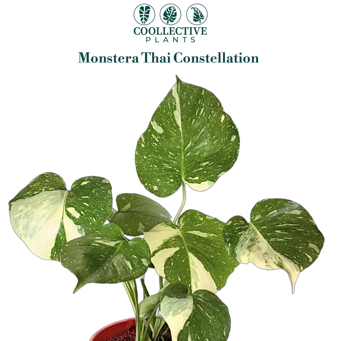 CoollectivePlants Monstera Thai Constellation – Live Variegated Indoor Plant in 6″ Grower Pot, Easy Care Tropical Houseplant, Thai Constellation Monstera for Home or Office Décor